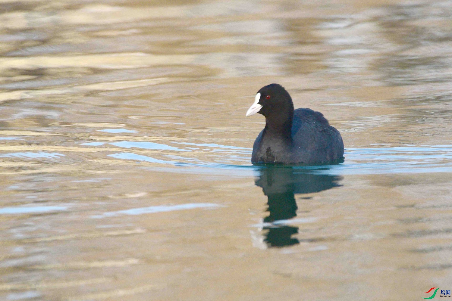DSC_0234.JPG