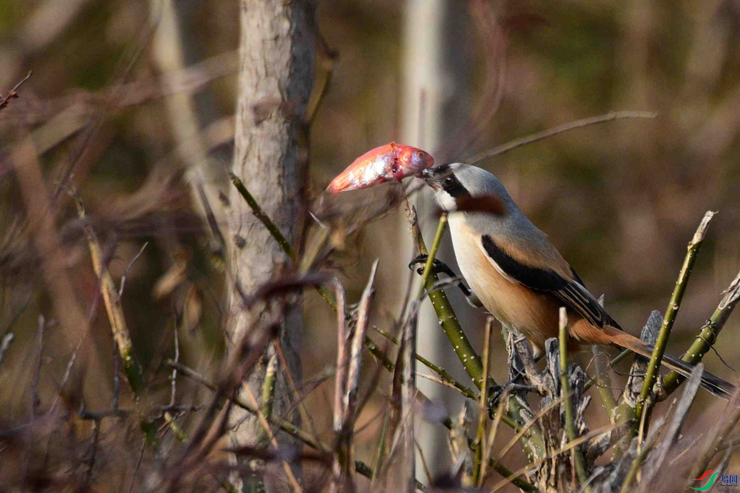 DSC_2409.JPG
