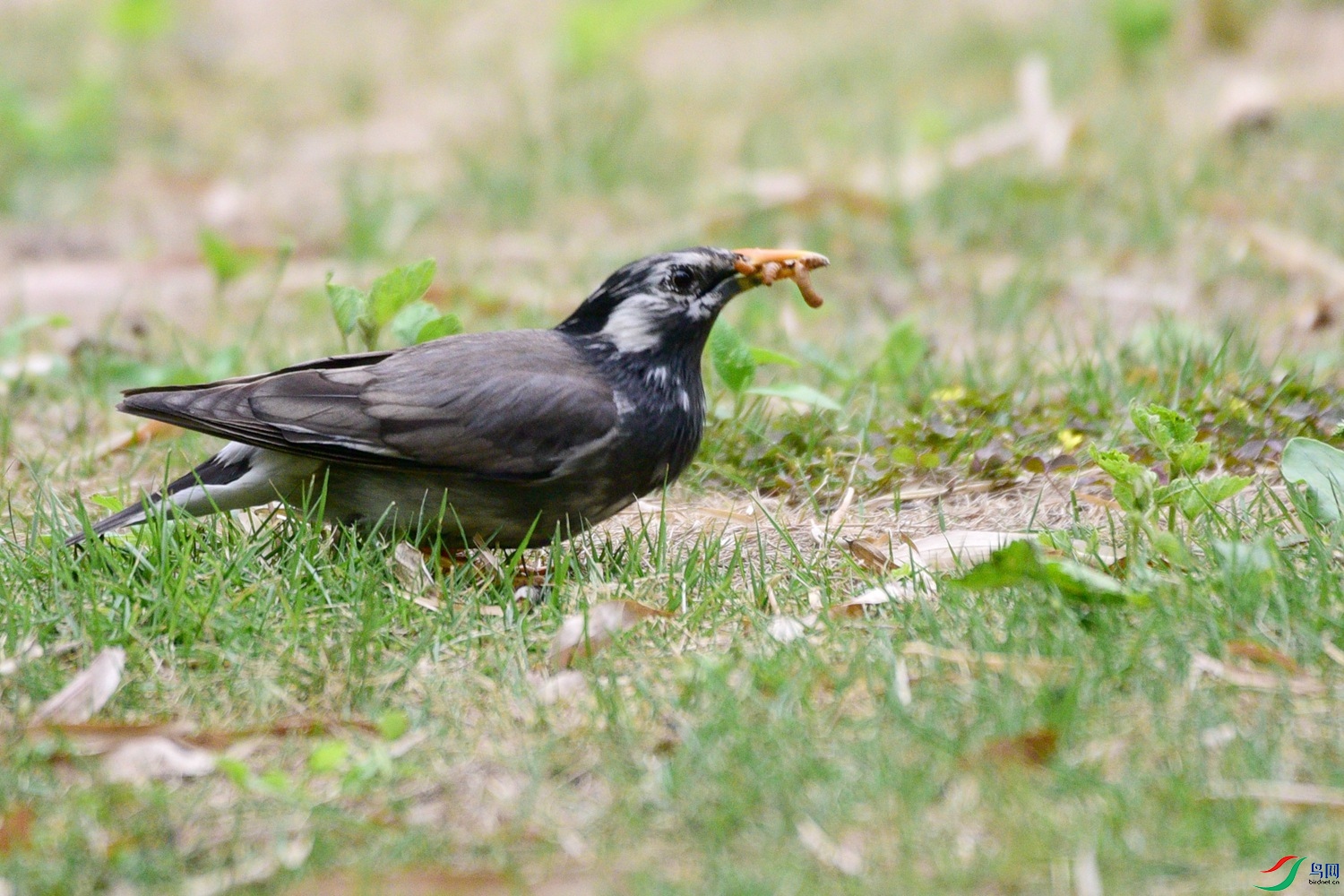 DSC_0518.JPG