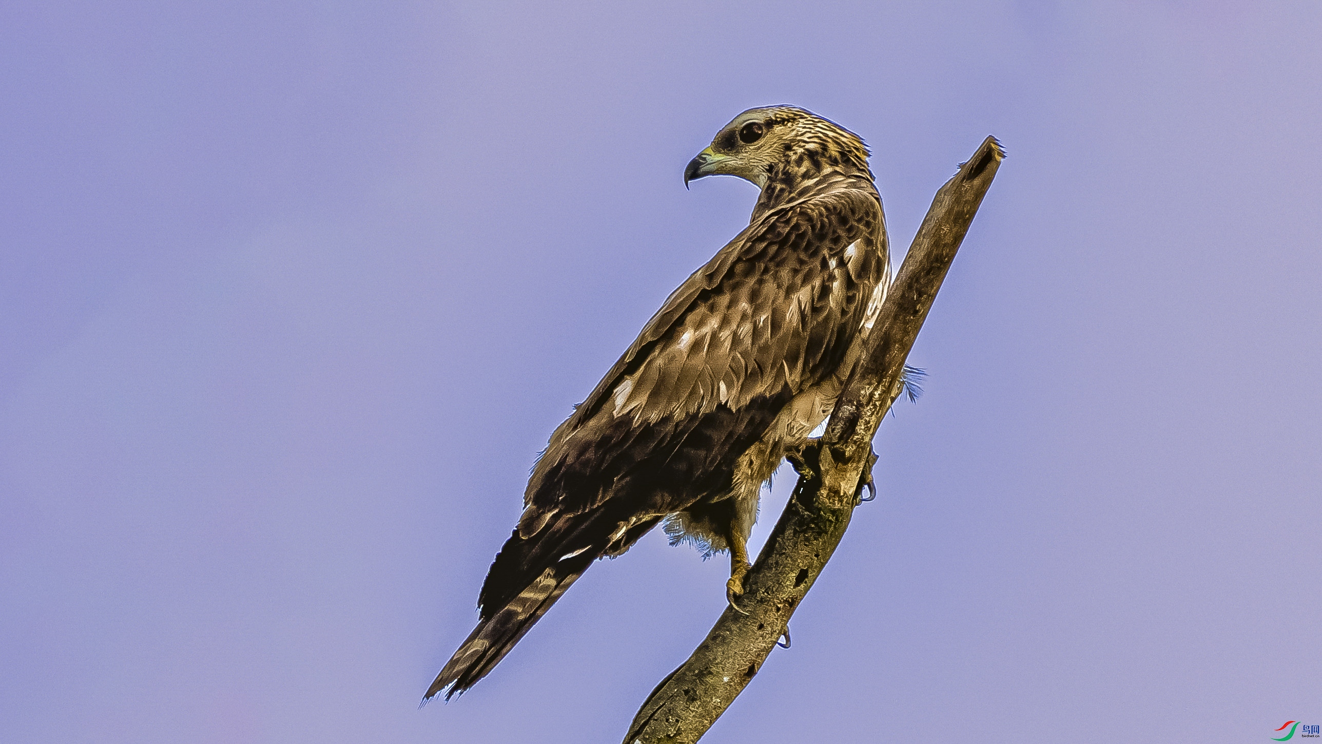 4Z6A8385.jpg