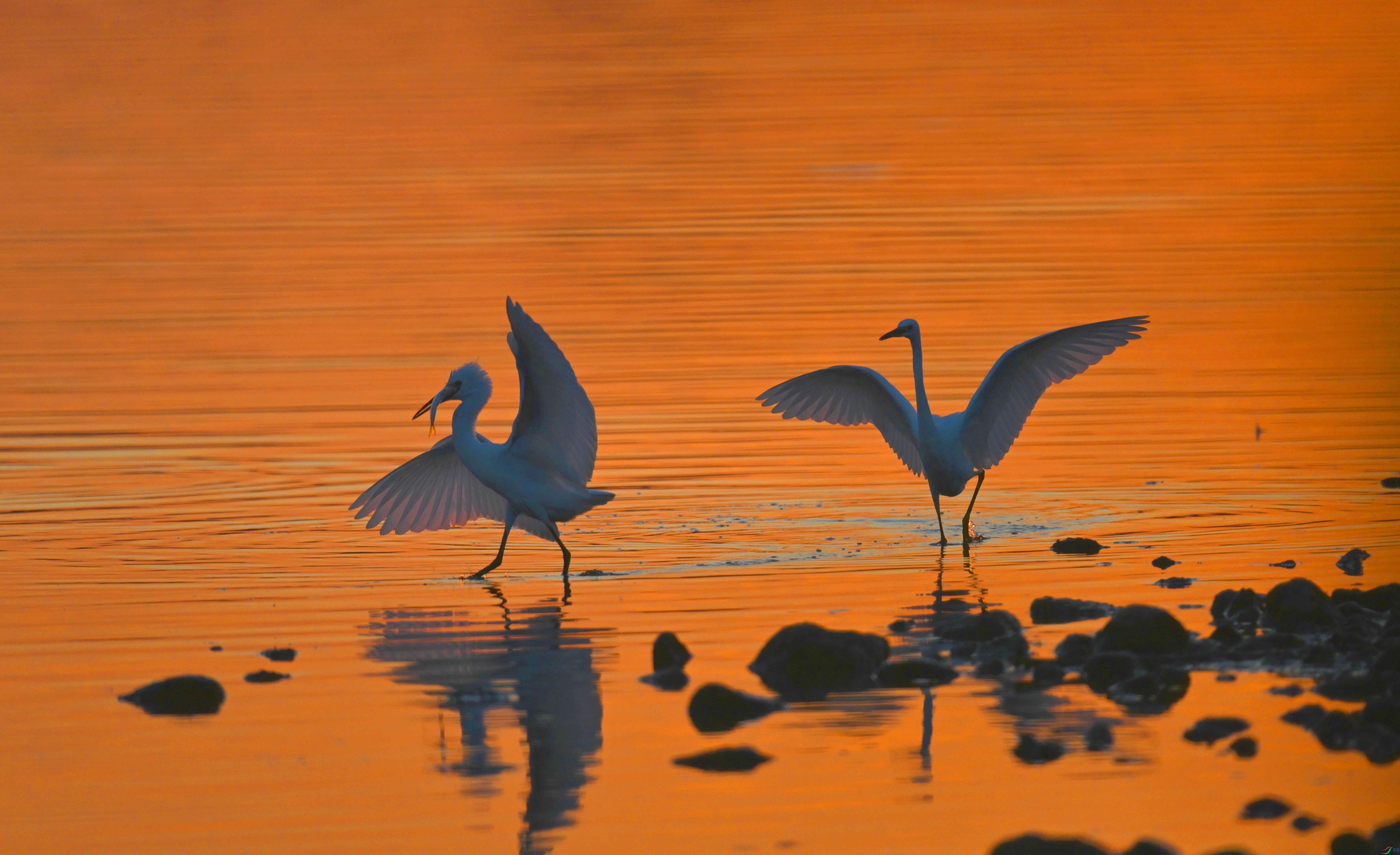 DSC_6300 ����.jpg