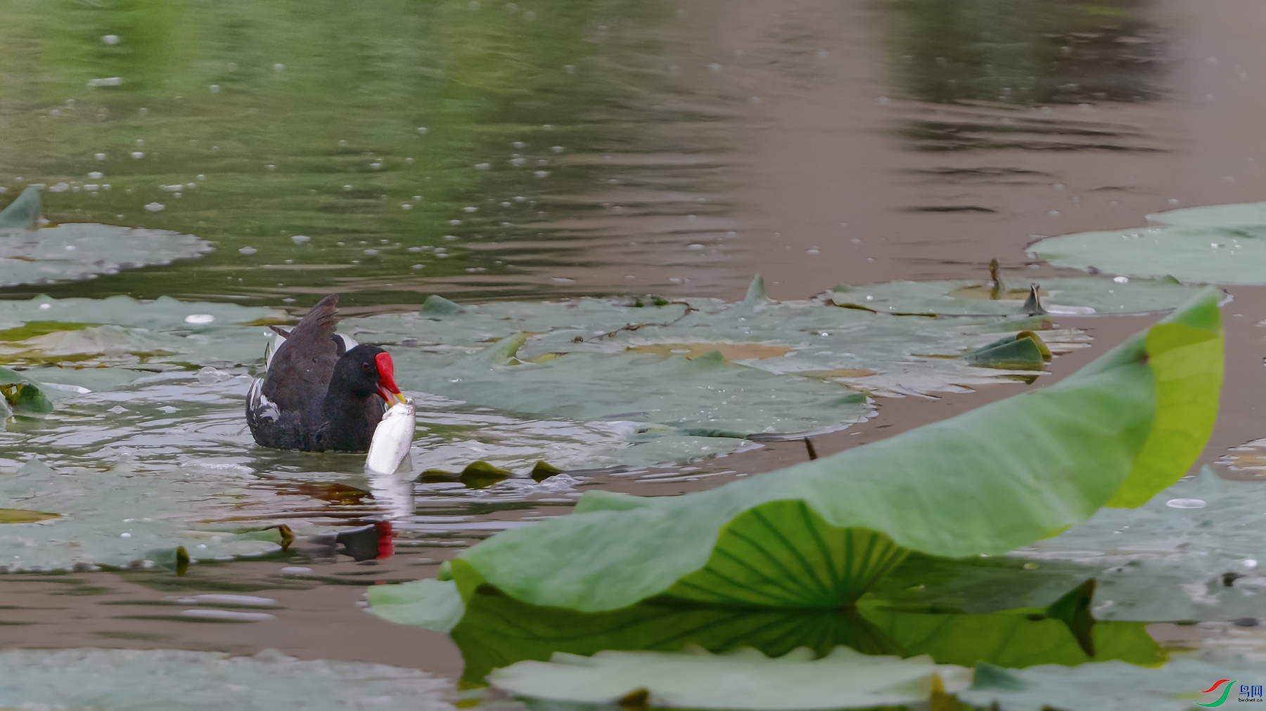 DSC_3223_DxOa.jpg