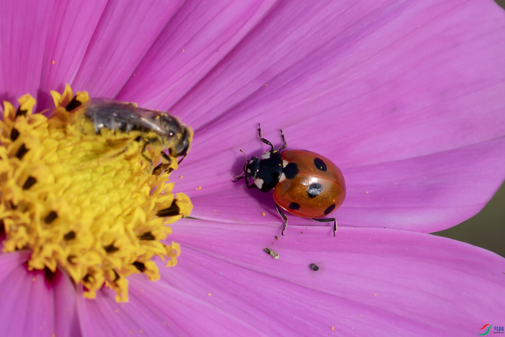 DSC_3659 ����.jpg