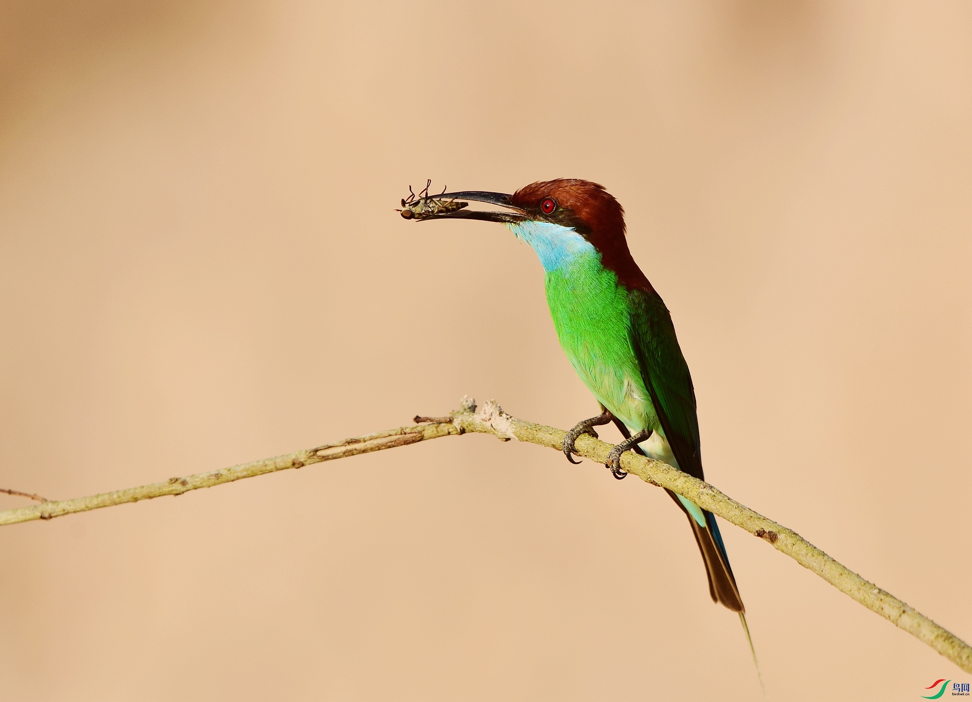 D8I_9603.jpg
