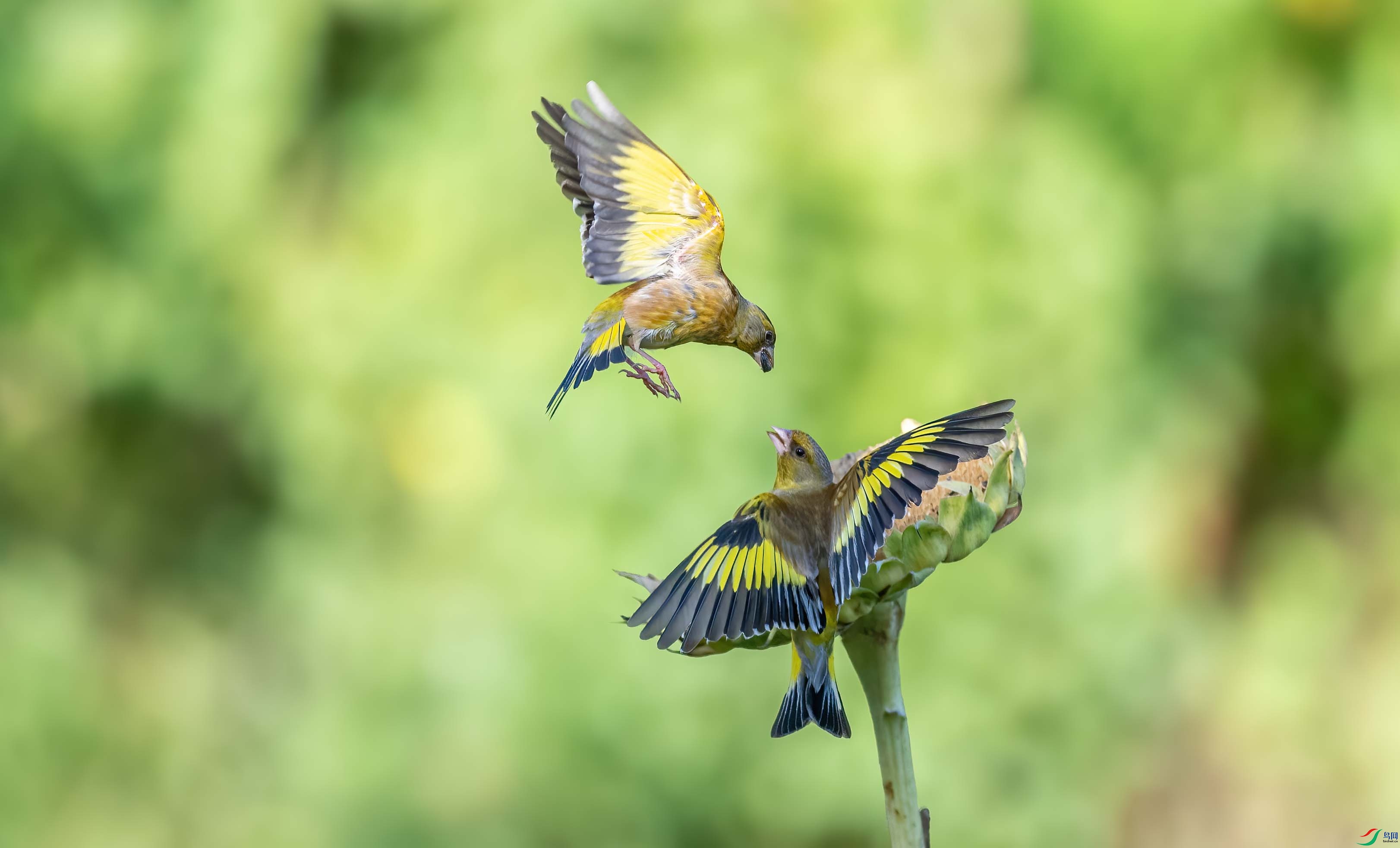 DSC_2347 ����.jpg