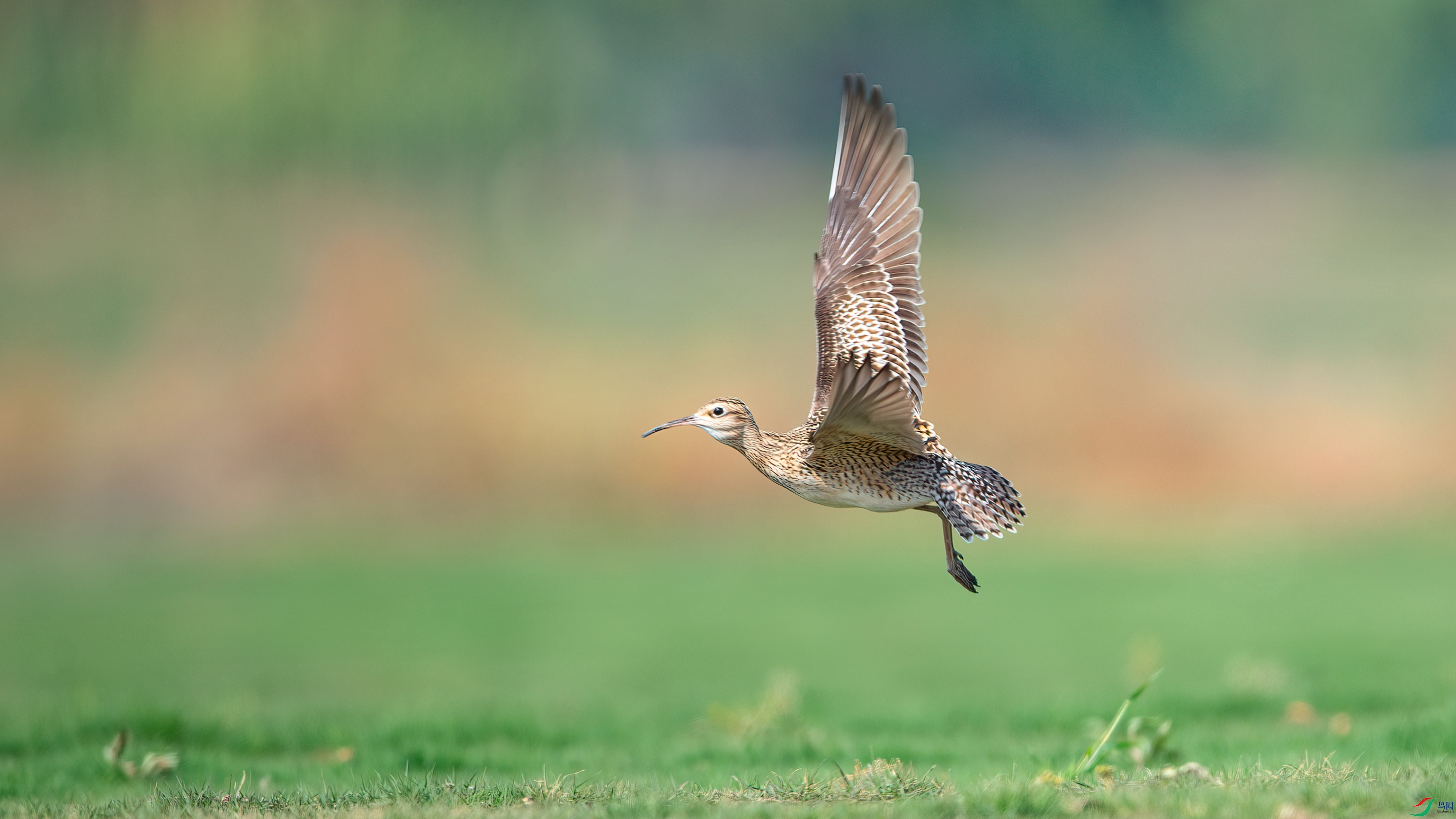 DSC_3100-����ǿ-NR ����.jpg