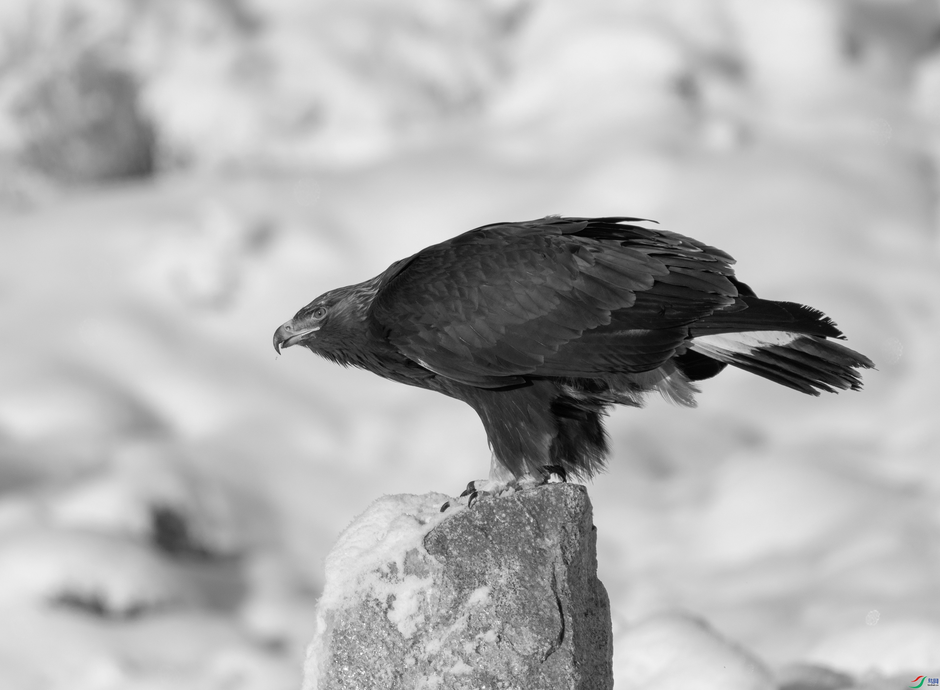 DSC02446 ����.jpg