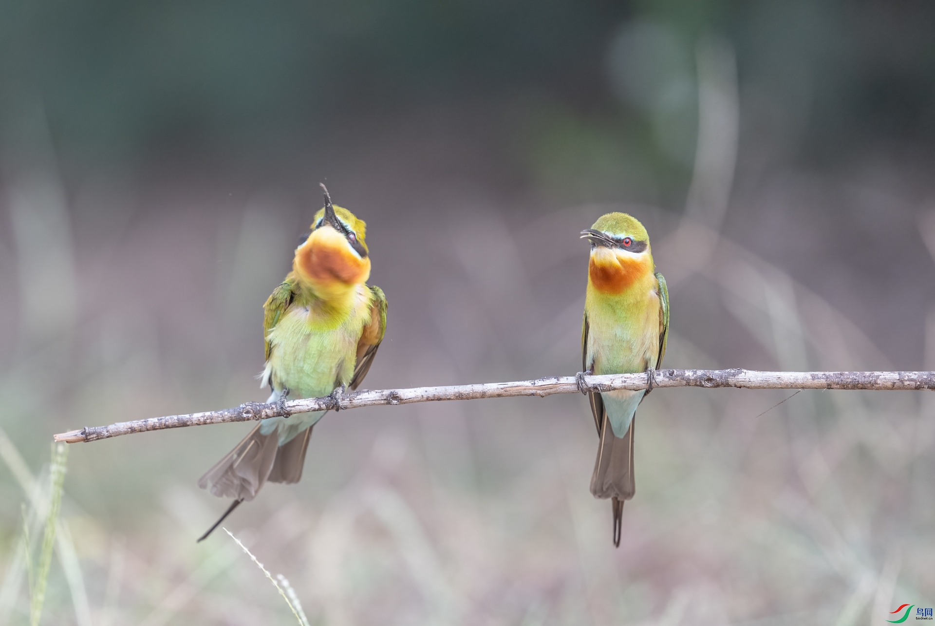 DSC_2313-1.jpg
