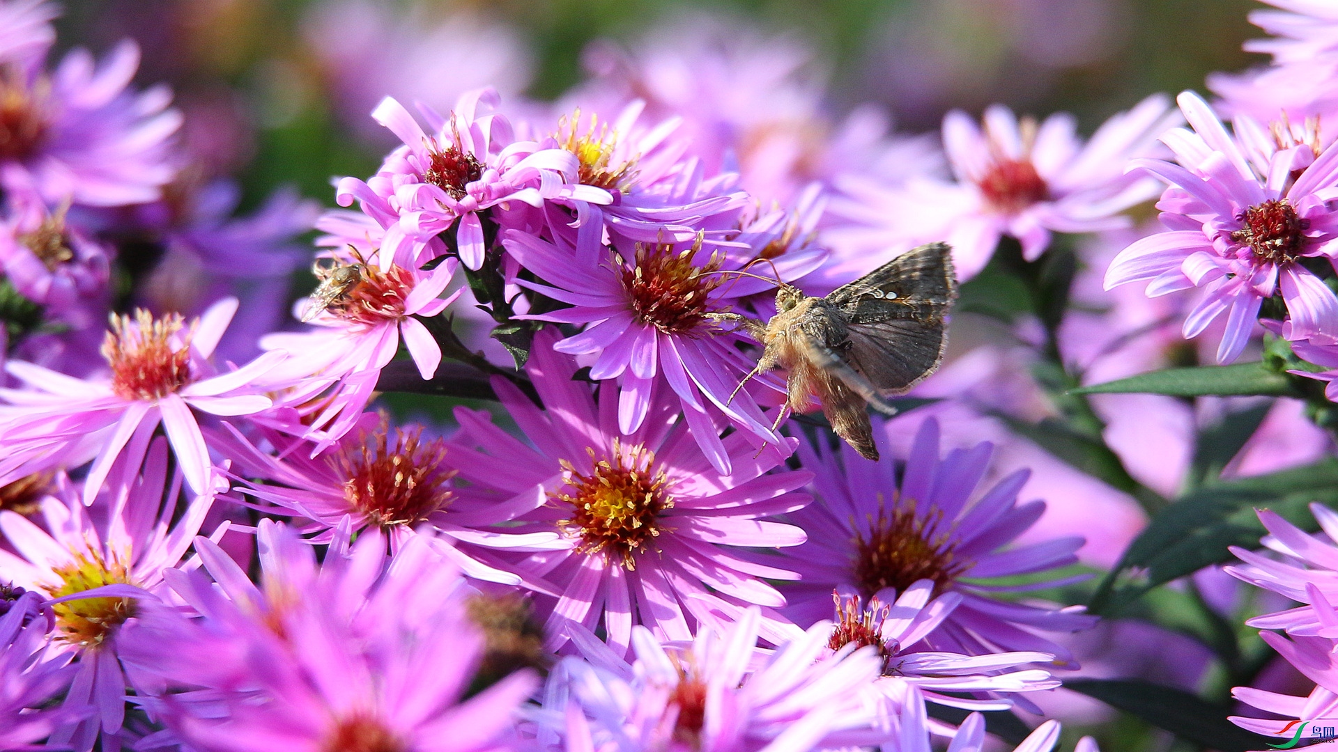 A48Z8790_���� - ����.jpg