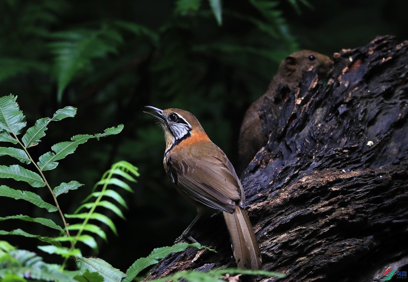 ����AI0I3779 - ��������.JPG