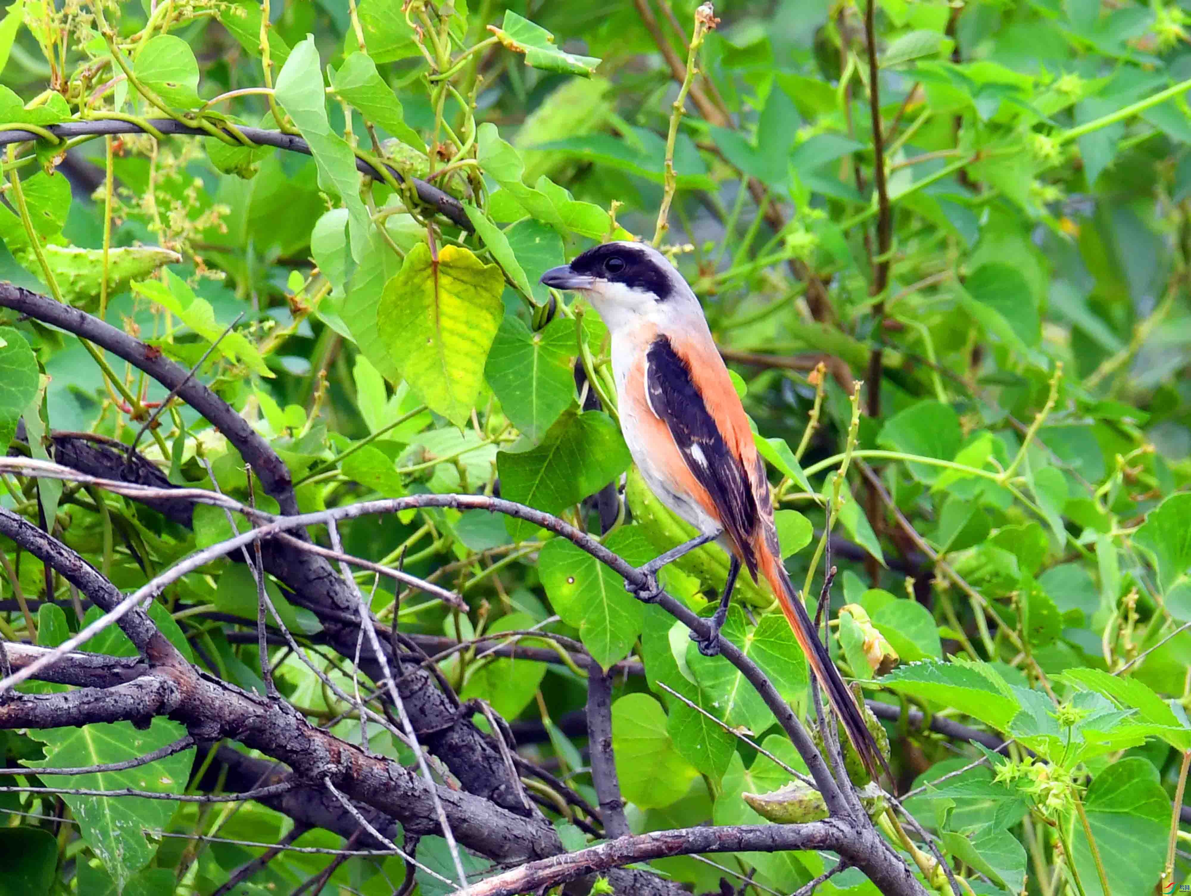 DSC_5297.JPG