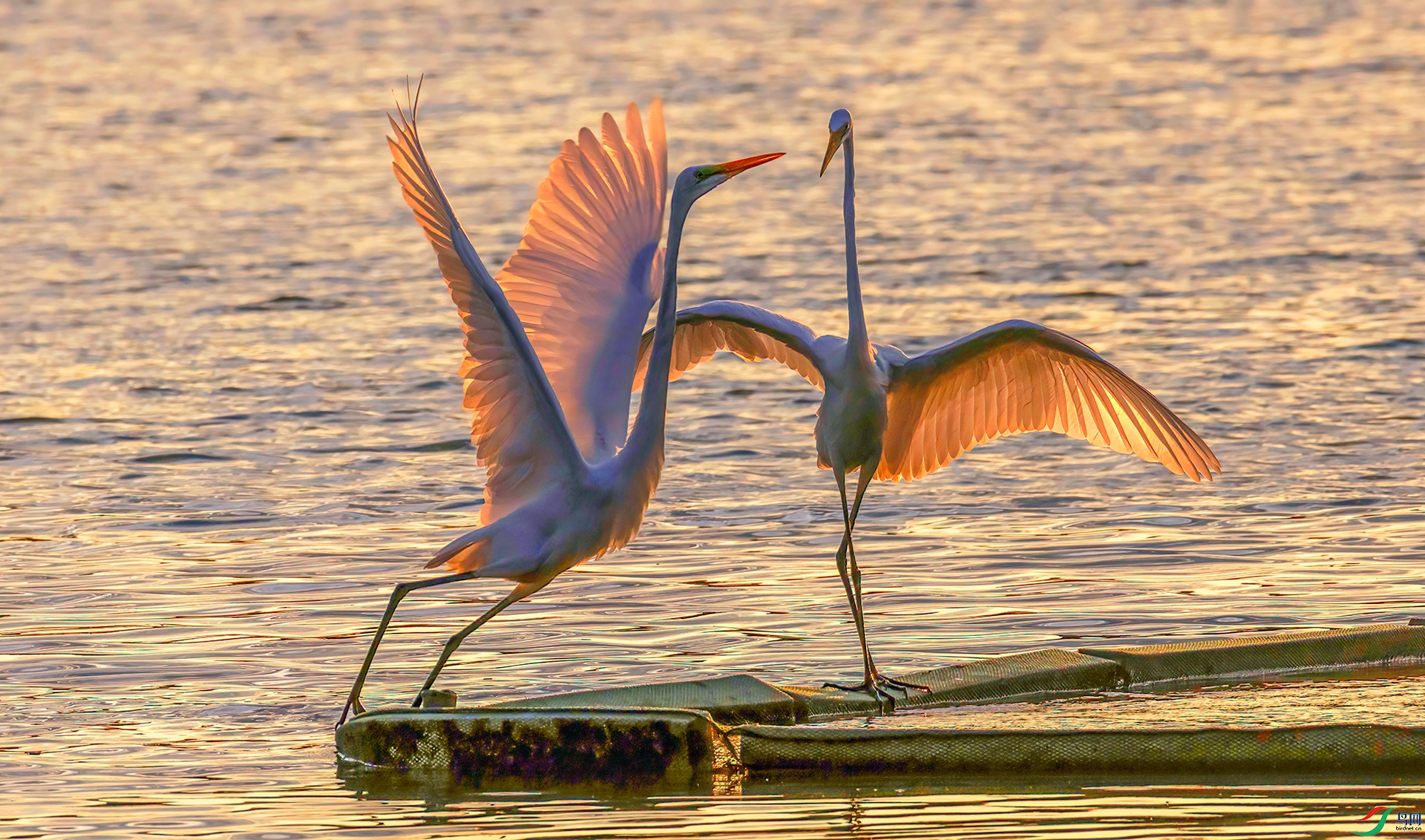 407A3645 ����-Sh----1 .jpg