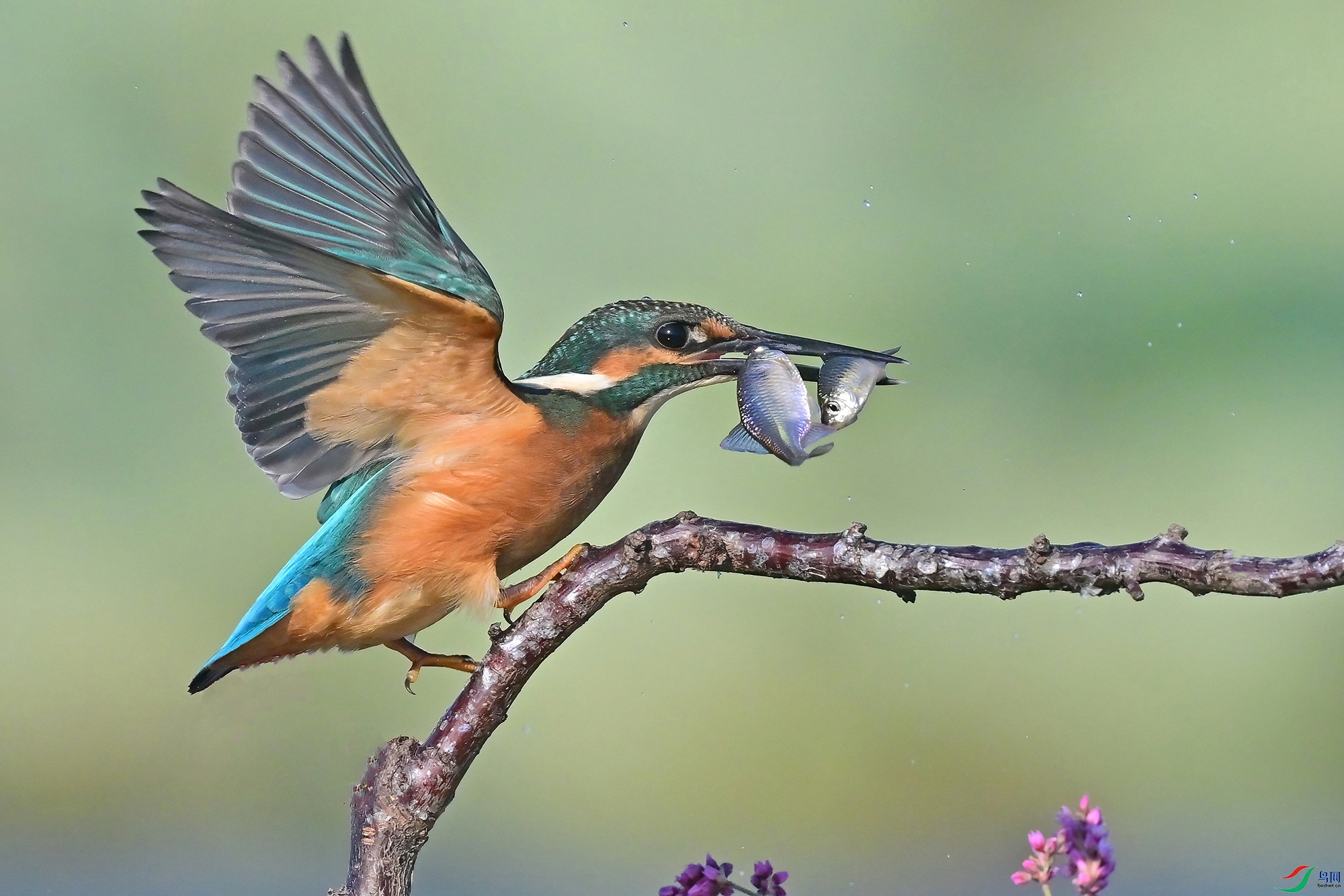 DSC_2518-V.jpg