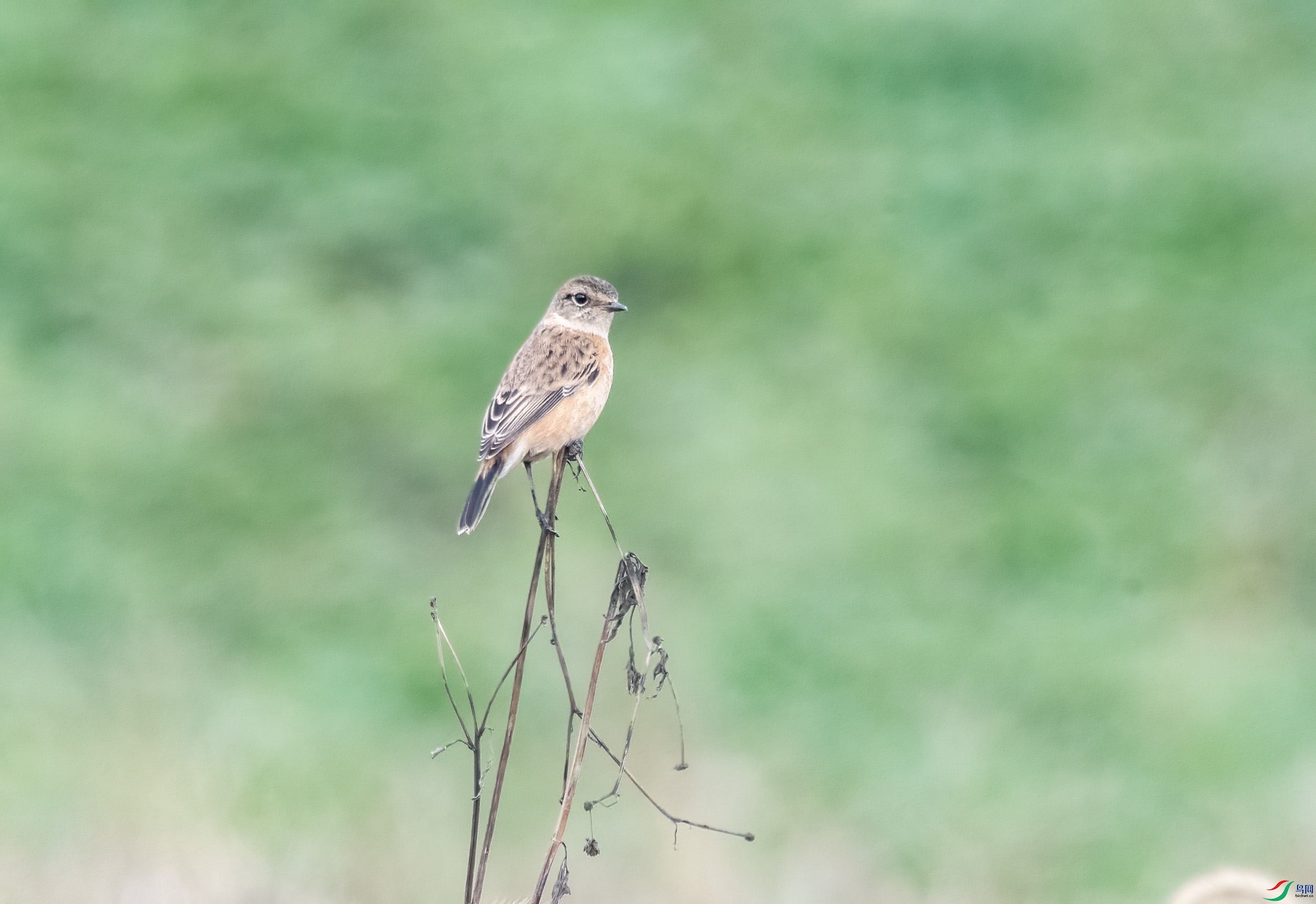 DSC_6523.jpg
