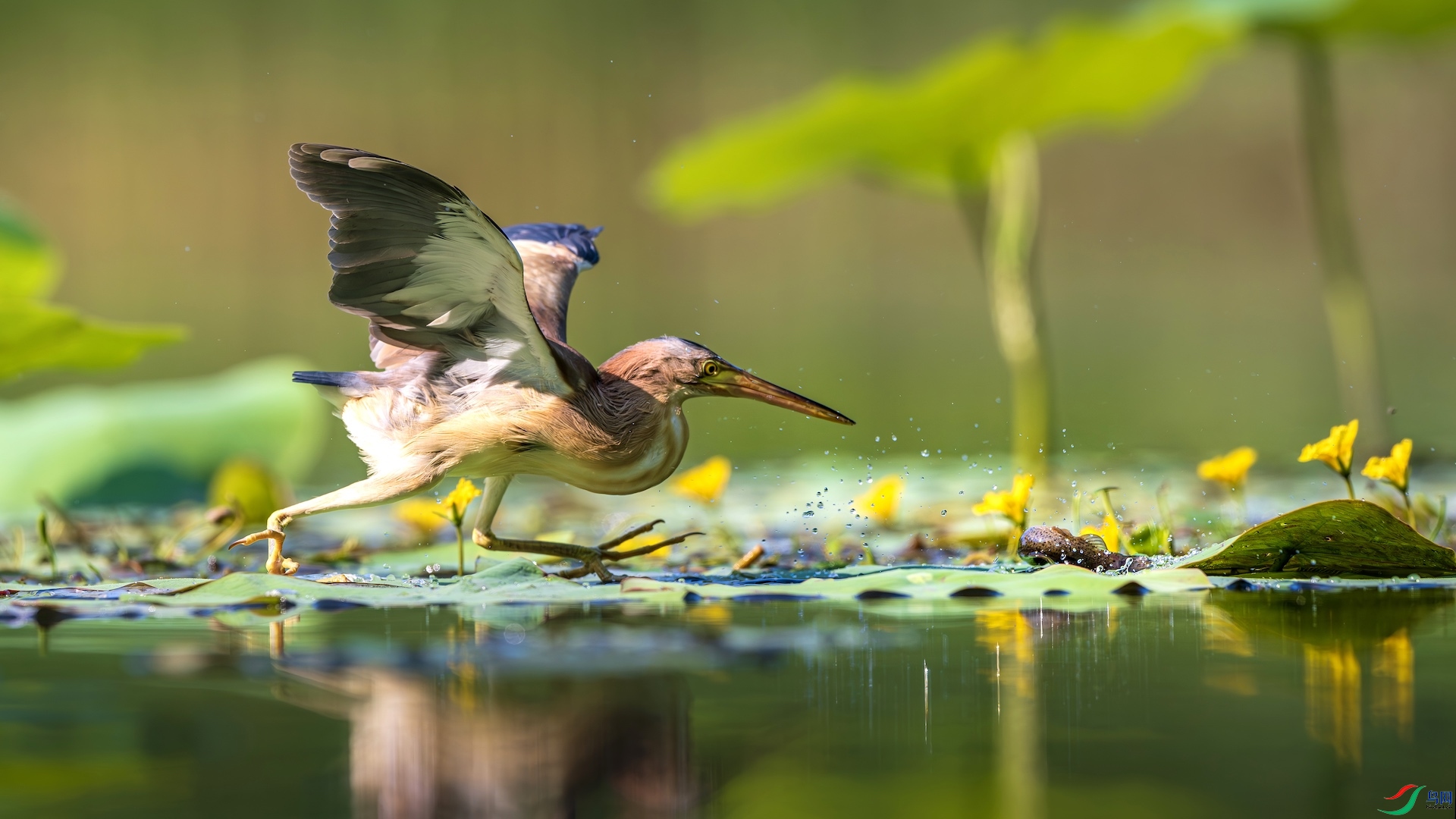 1_DSC6090-����ǿ-NR ���� 2.jpeg