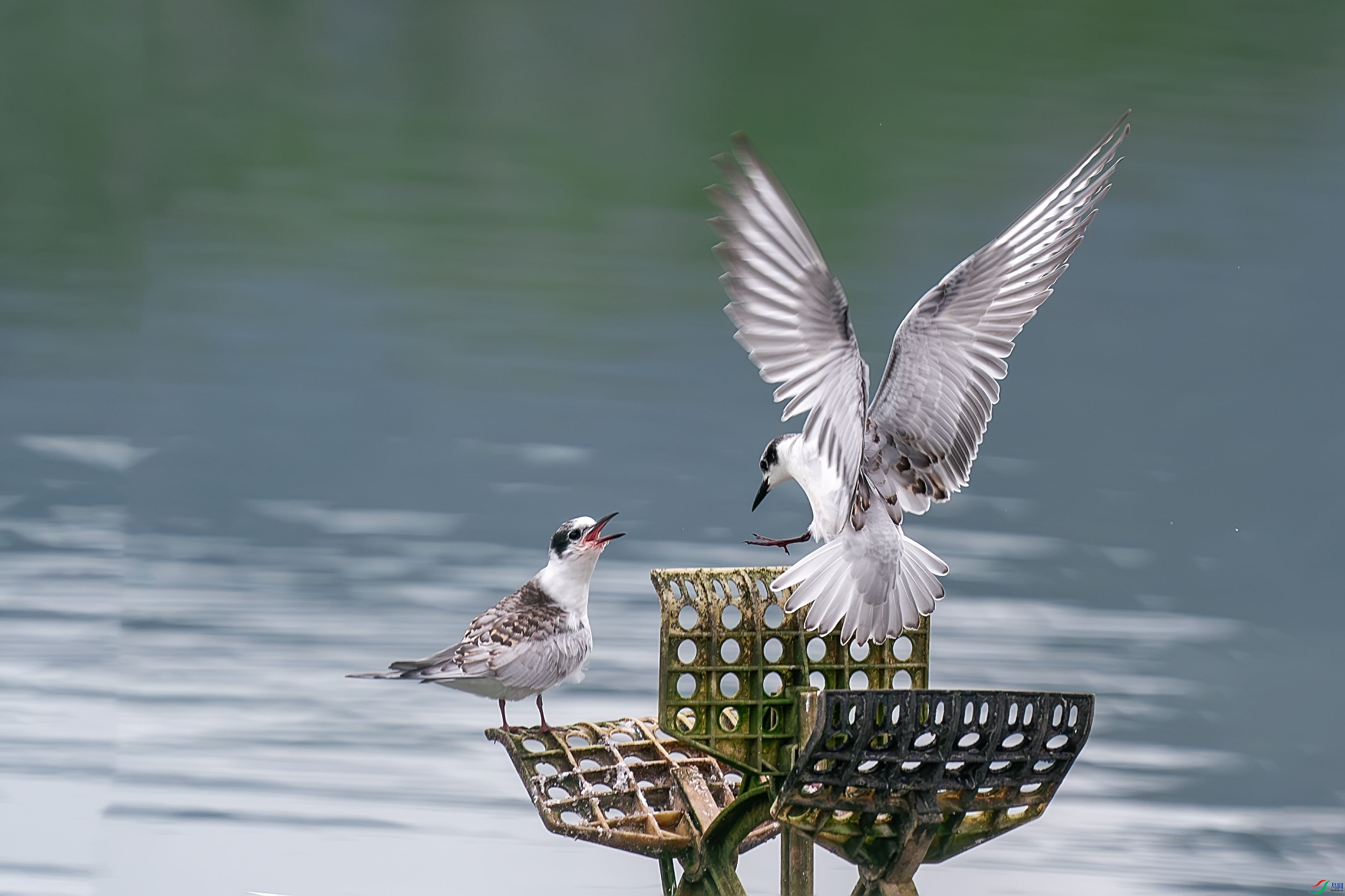 _DSC8720-����ǿ-NR ���� 2.jpg