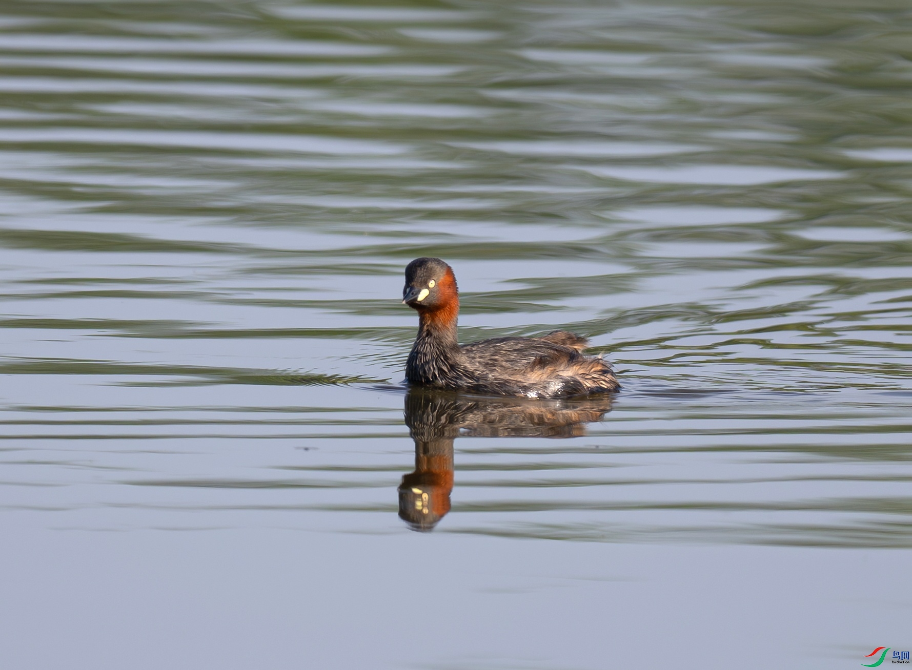 _DSC6630f.jpg