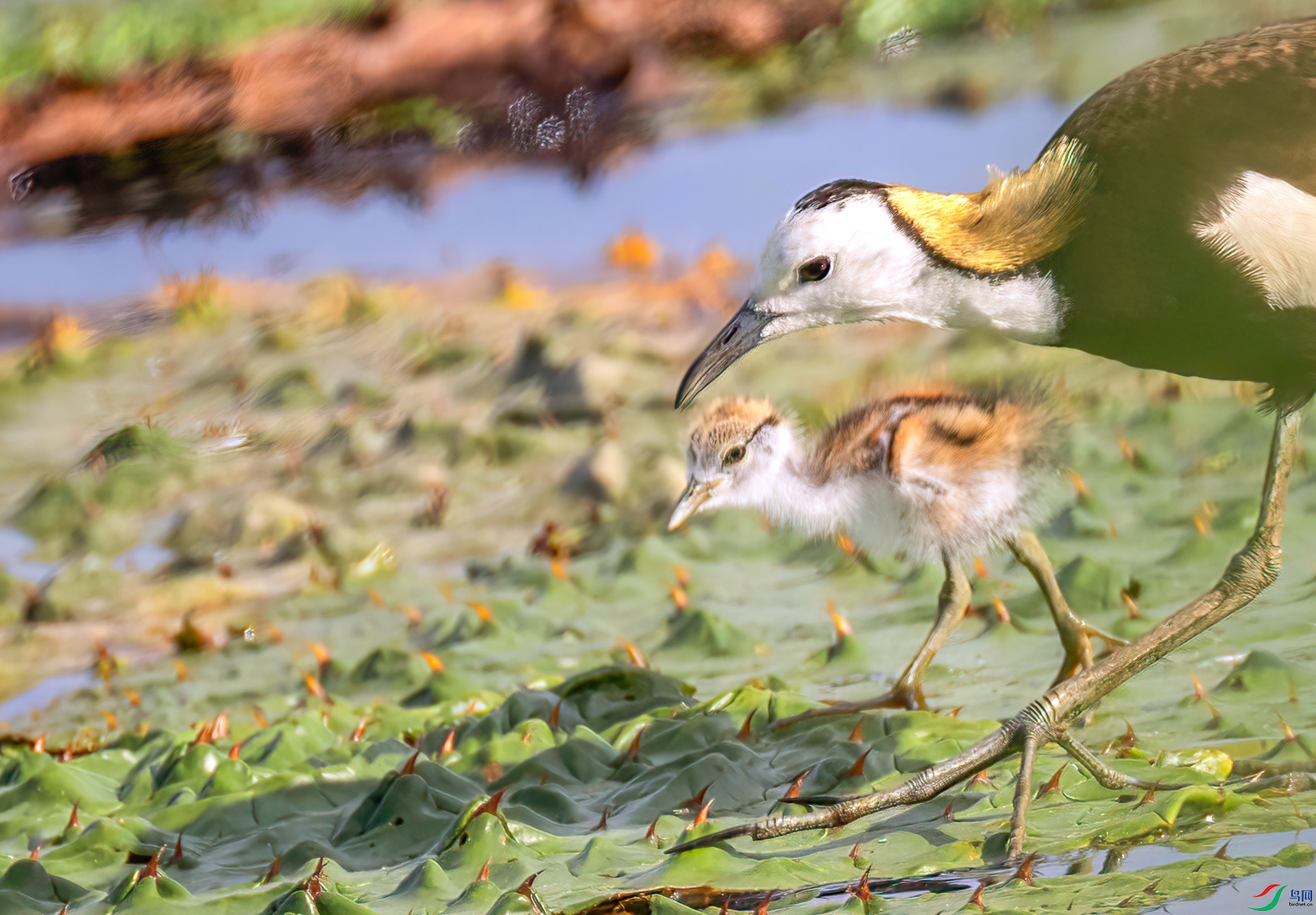 407A4550 ����-Sh----1 .jpg