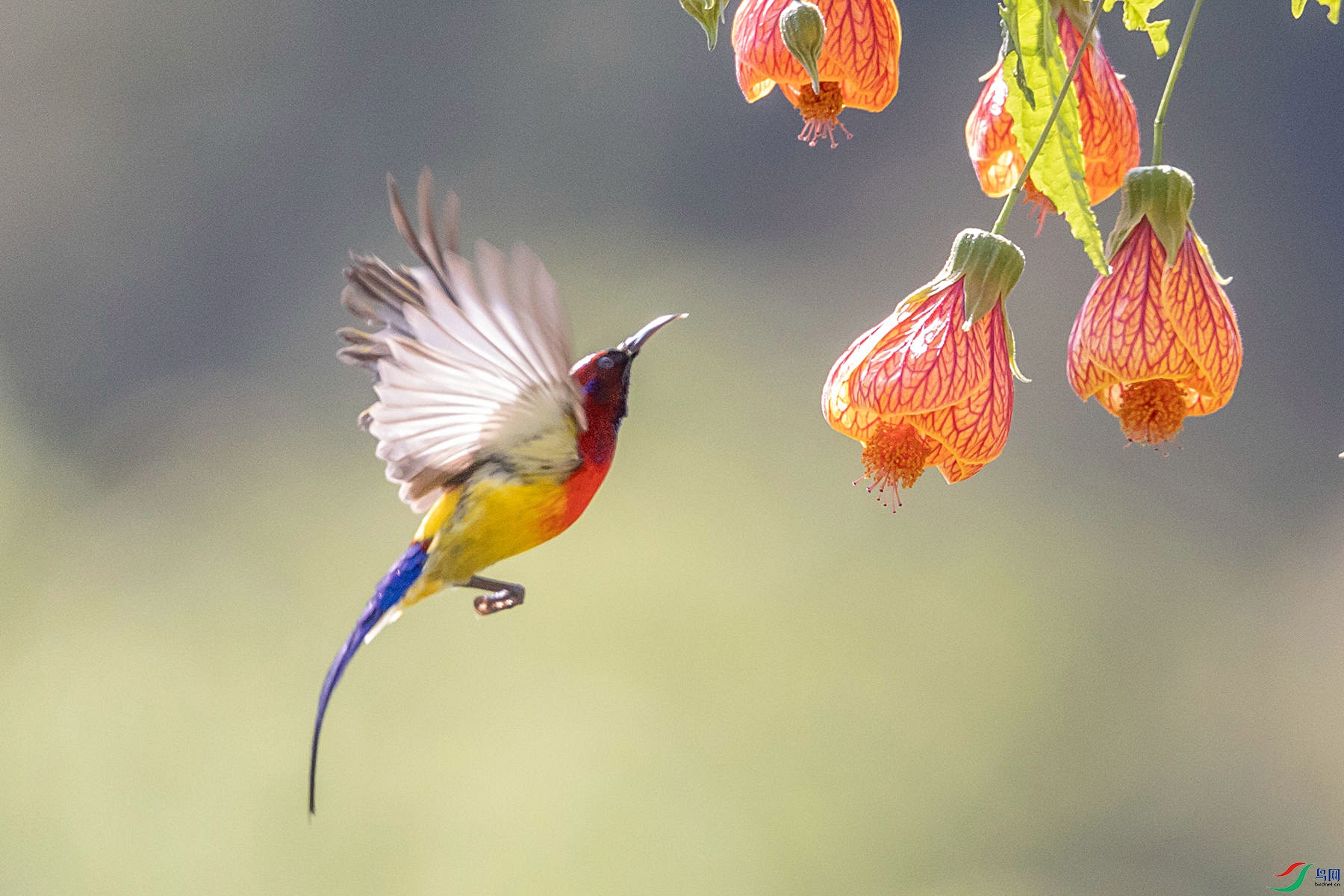 ����̫����