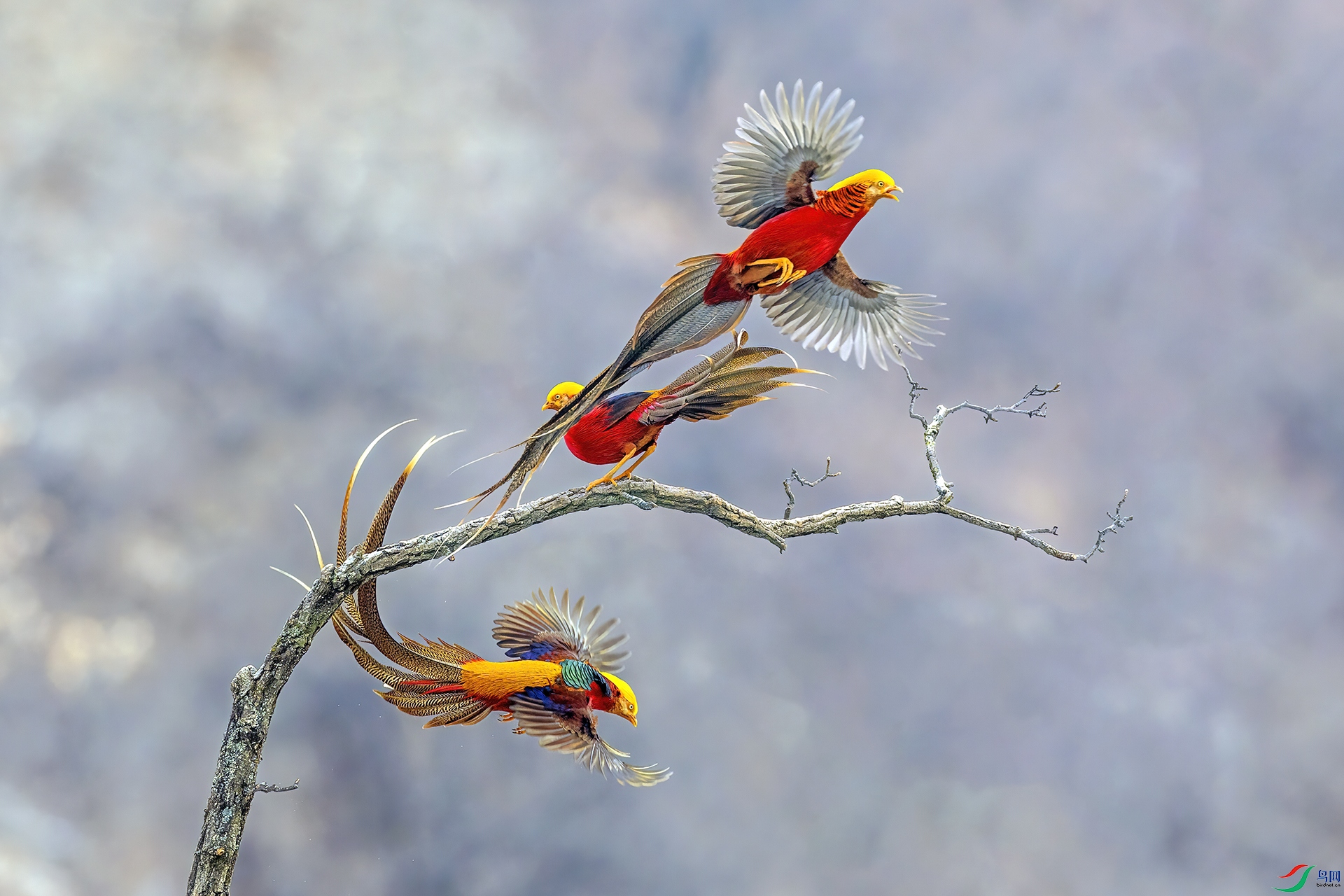 ��ɽ�츹����331���������.jpg