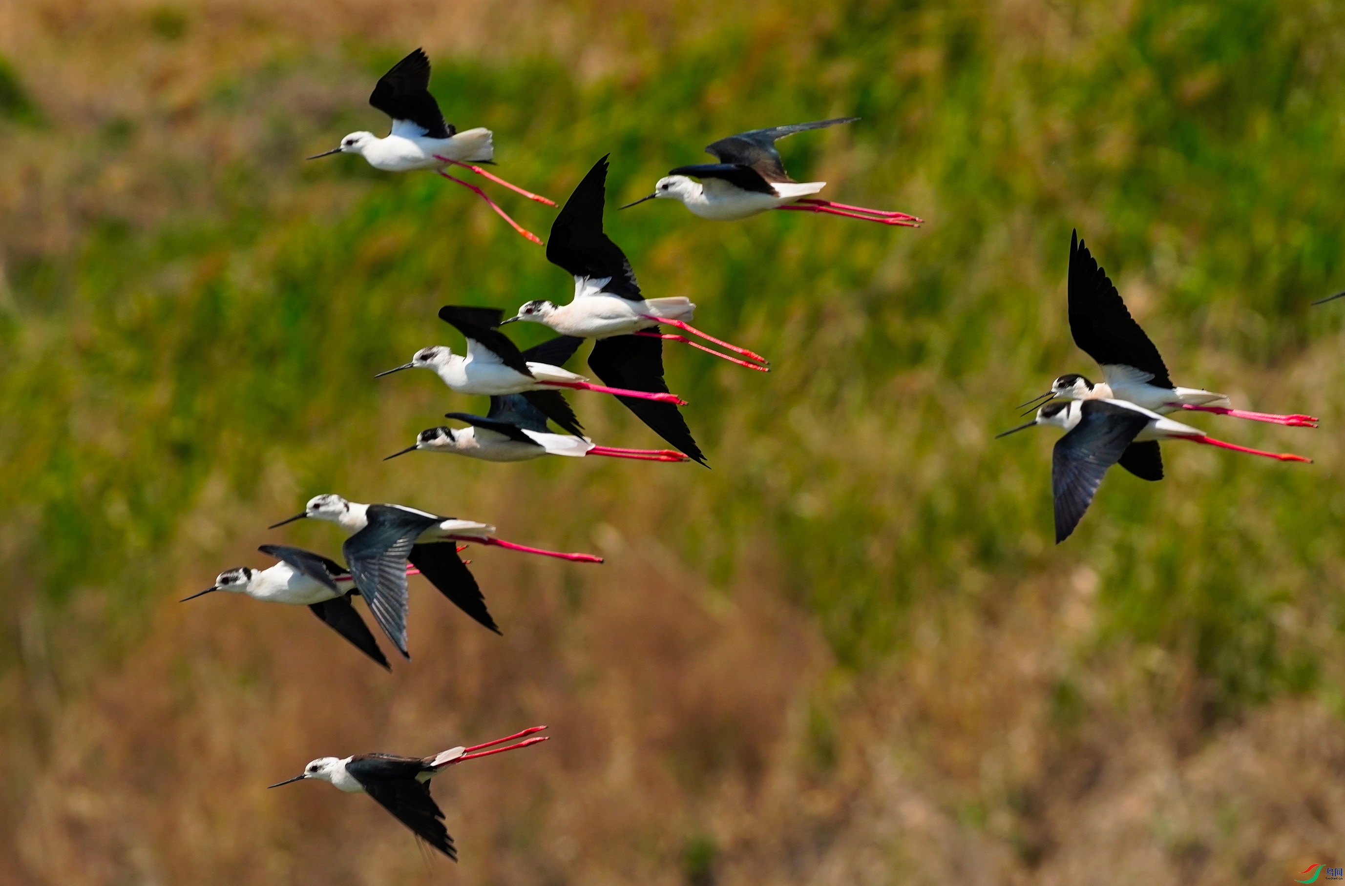 �ڳ᳤����.JPG