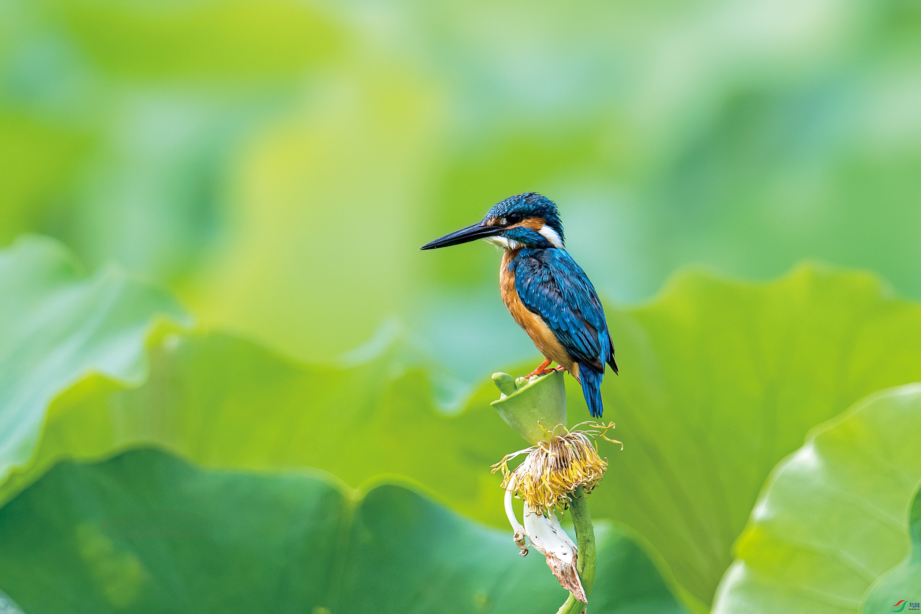 DSD_9486 ����.jpg