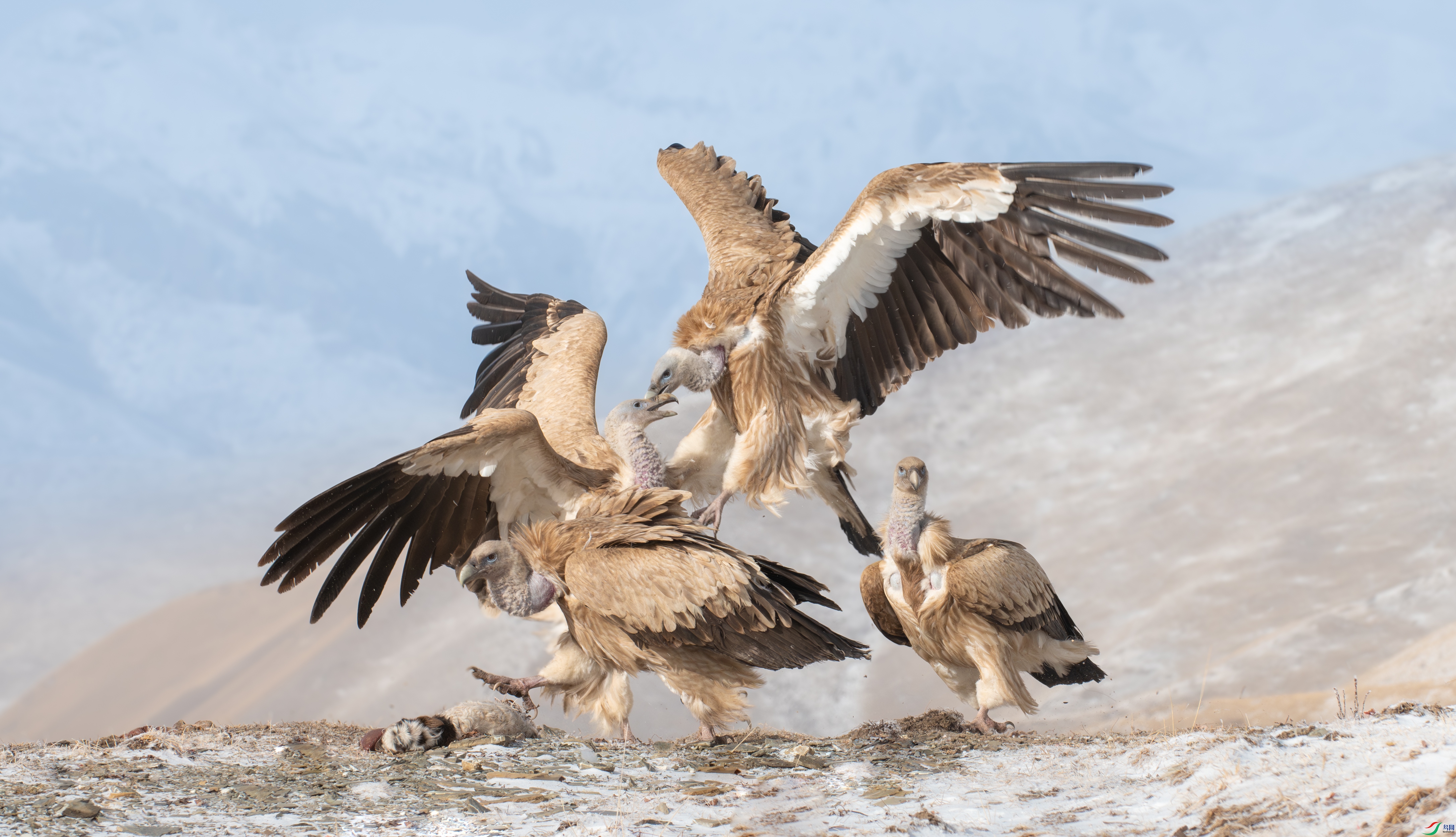 DSC_6778-����ǿ-NR-1.jpg