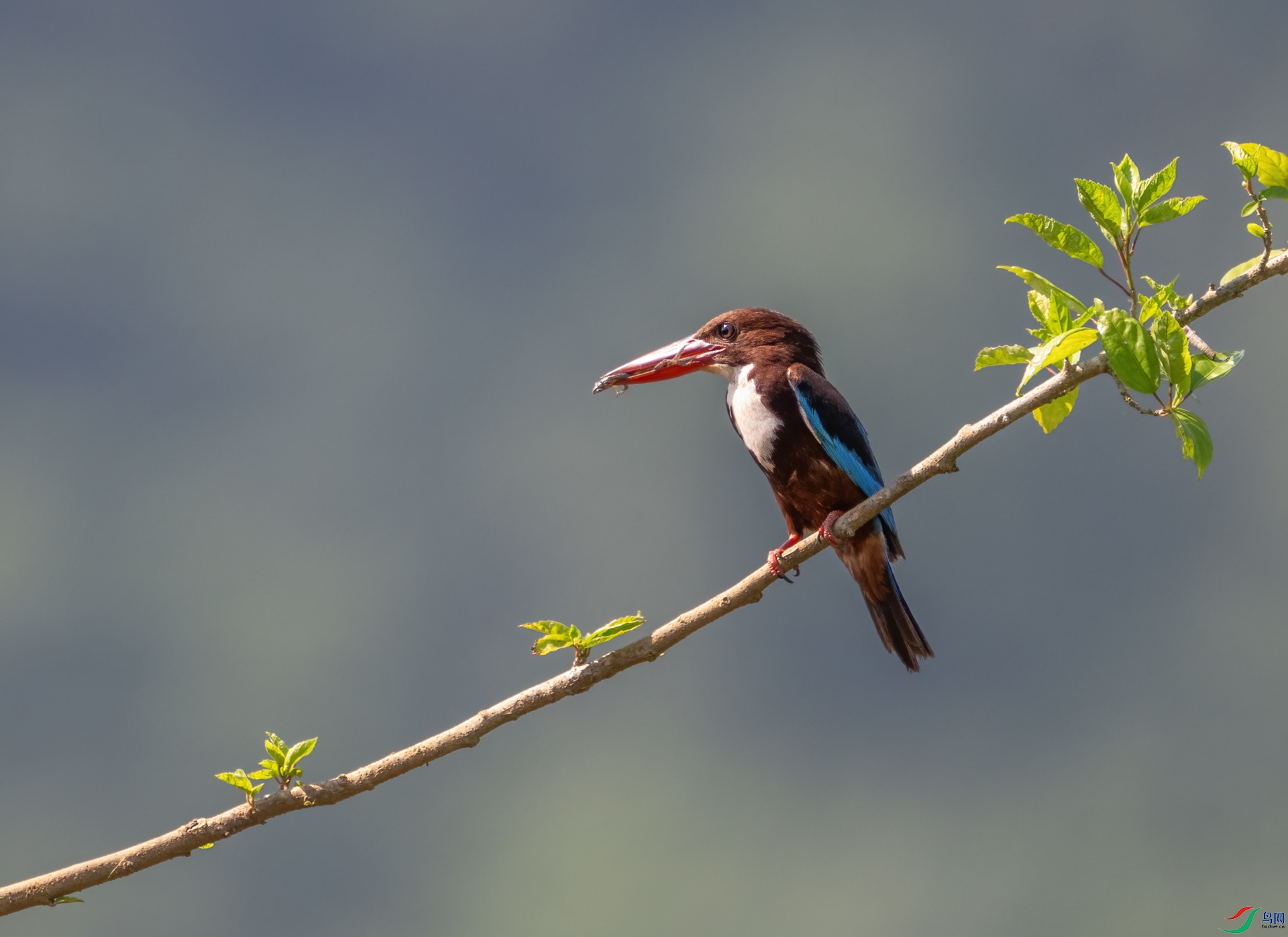 DSC_4440-1.jpg