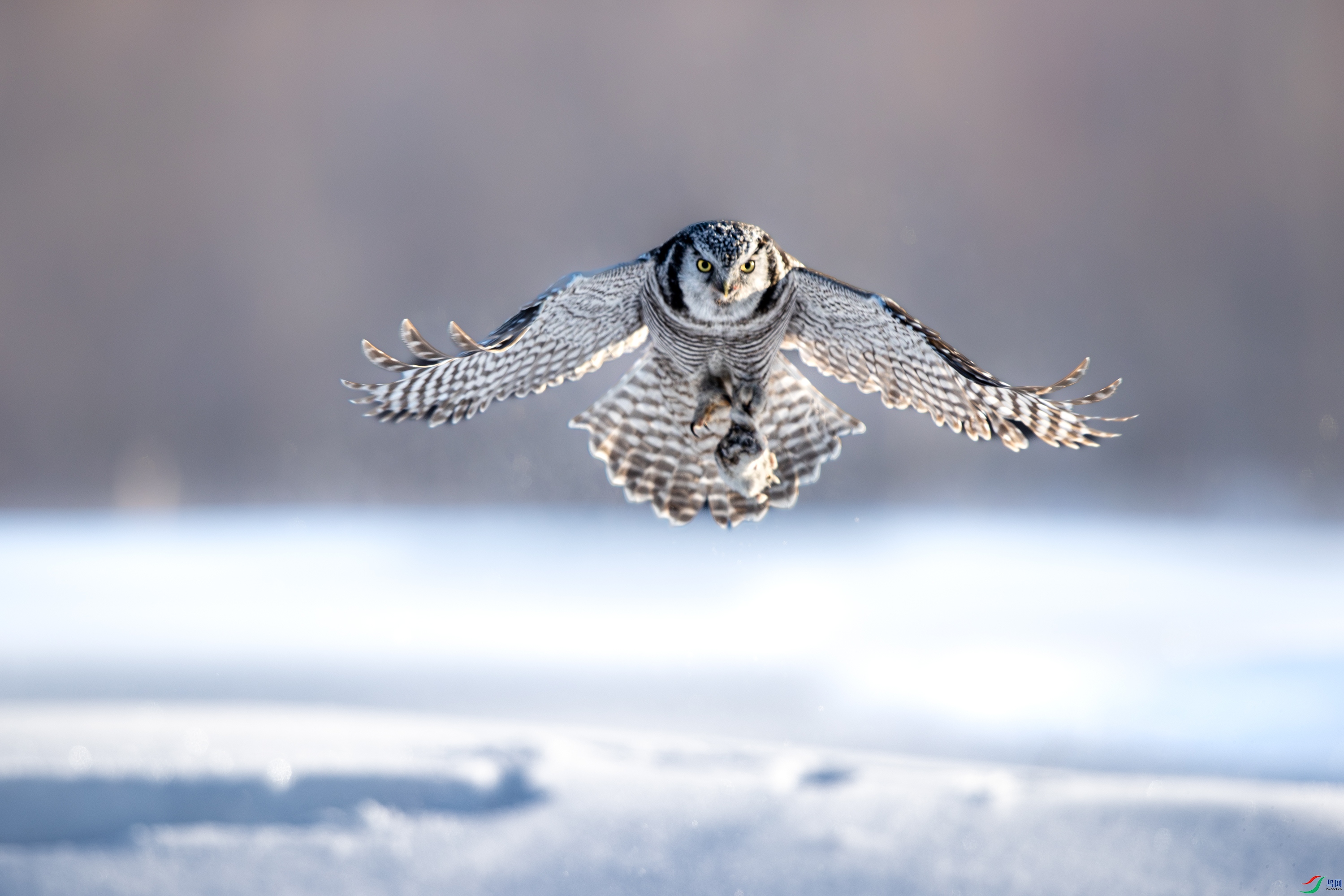 A15I6668- ����.jpg