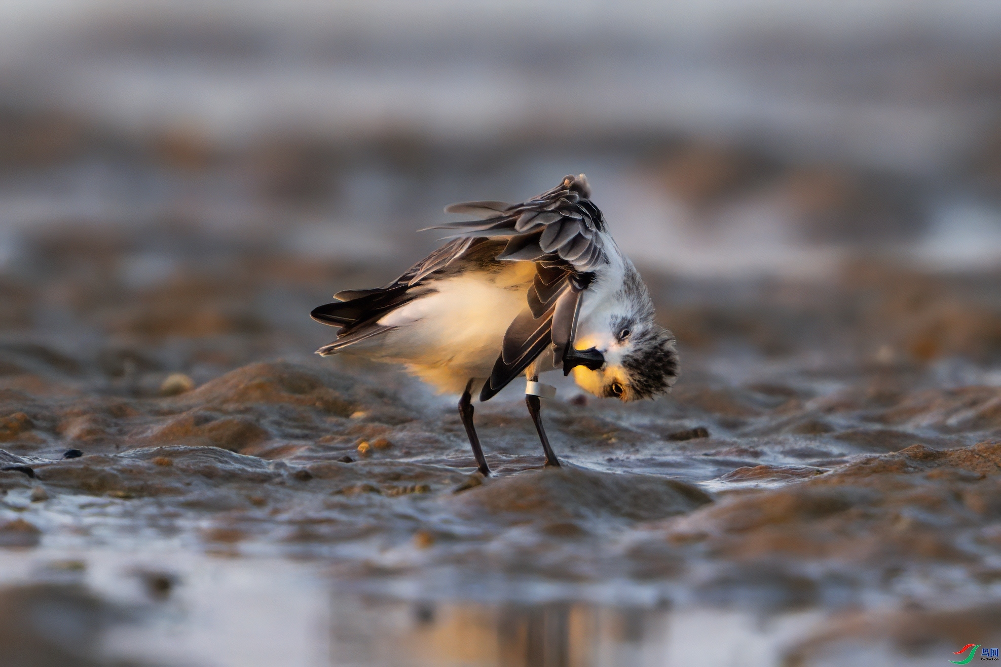 ÿ�ռ��� Ϧ���µ�������  ���� ��һ.jpg