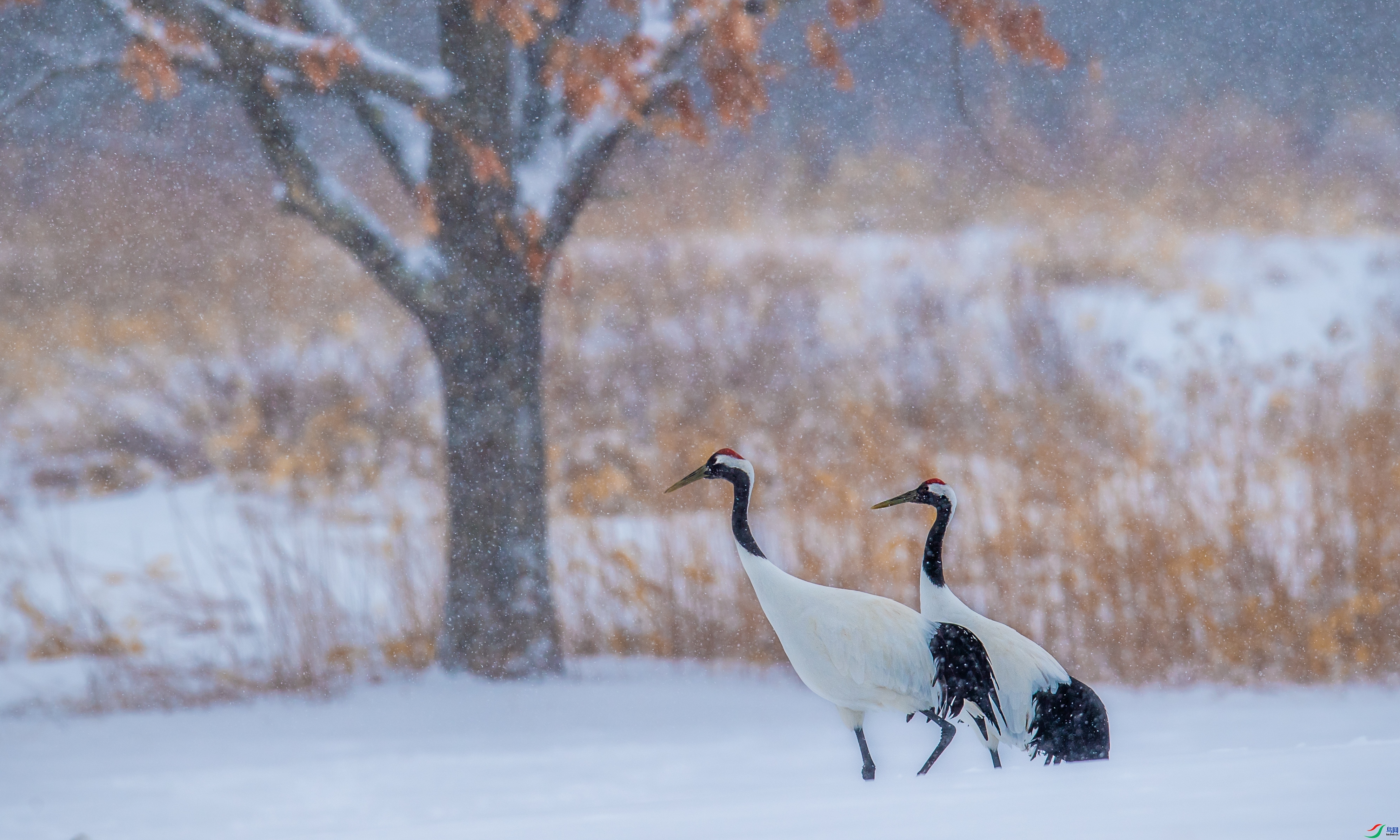 ÿ�ռ��� ѩ������  ���� ������������ ����.jpg