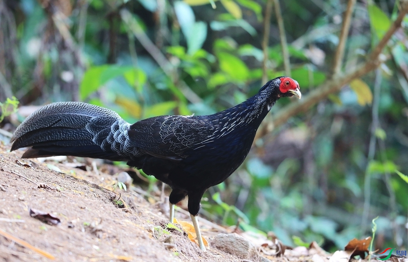 ���� AI0I8599.JPG