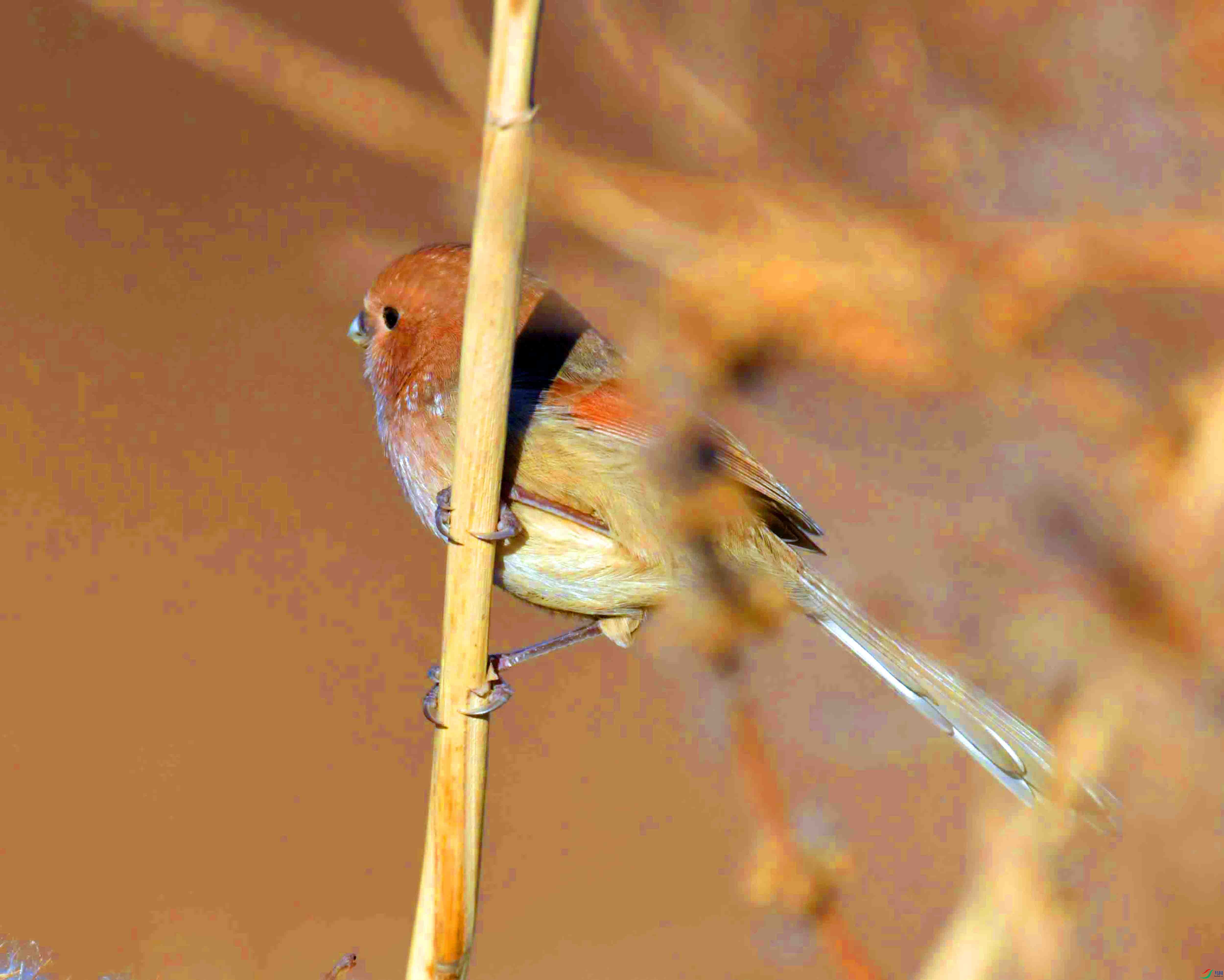 DSC_0646.JPG