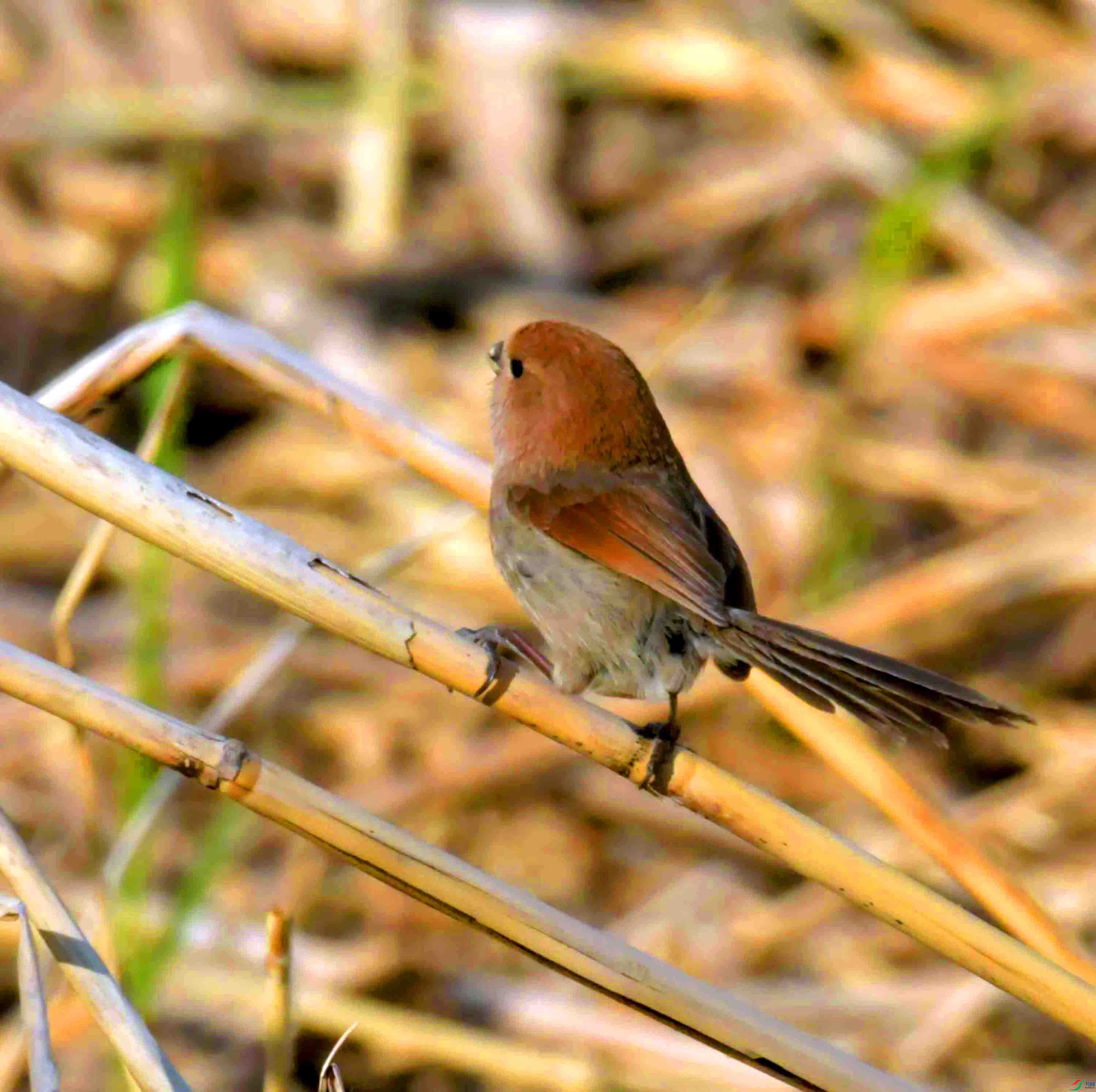 DSC_1762.JPG