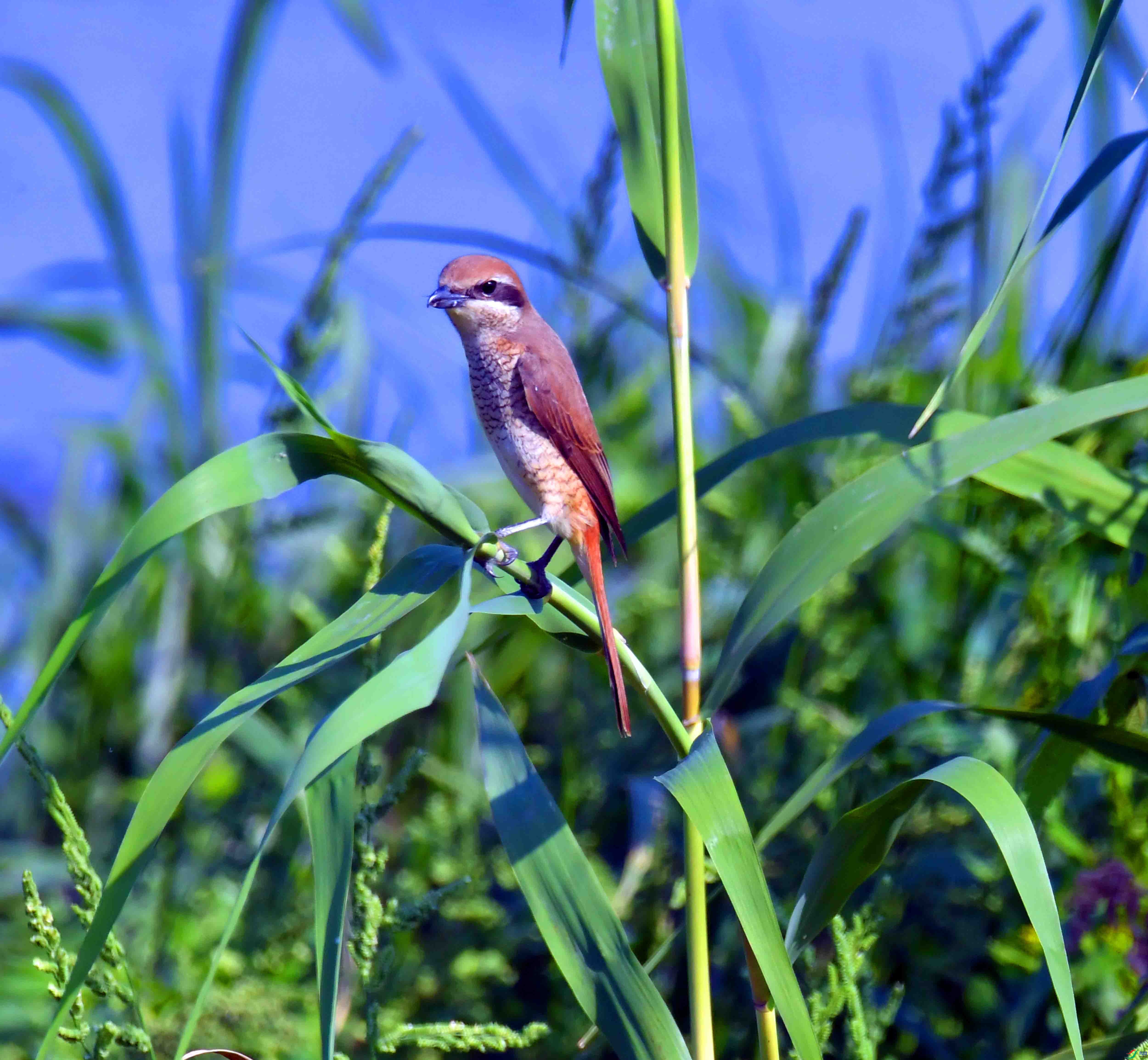 DSC_3273.JPG