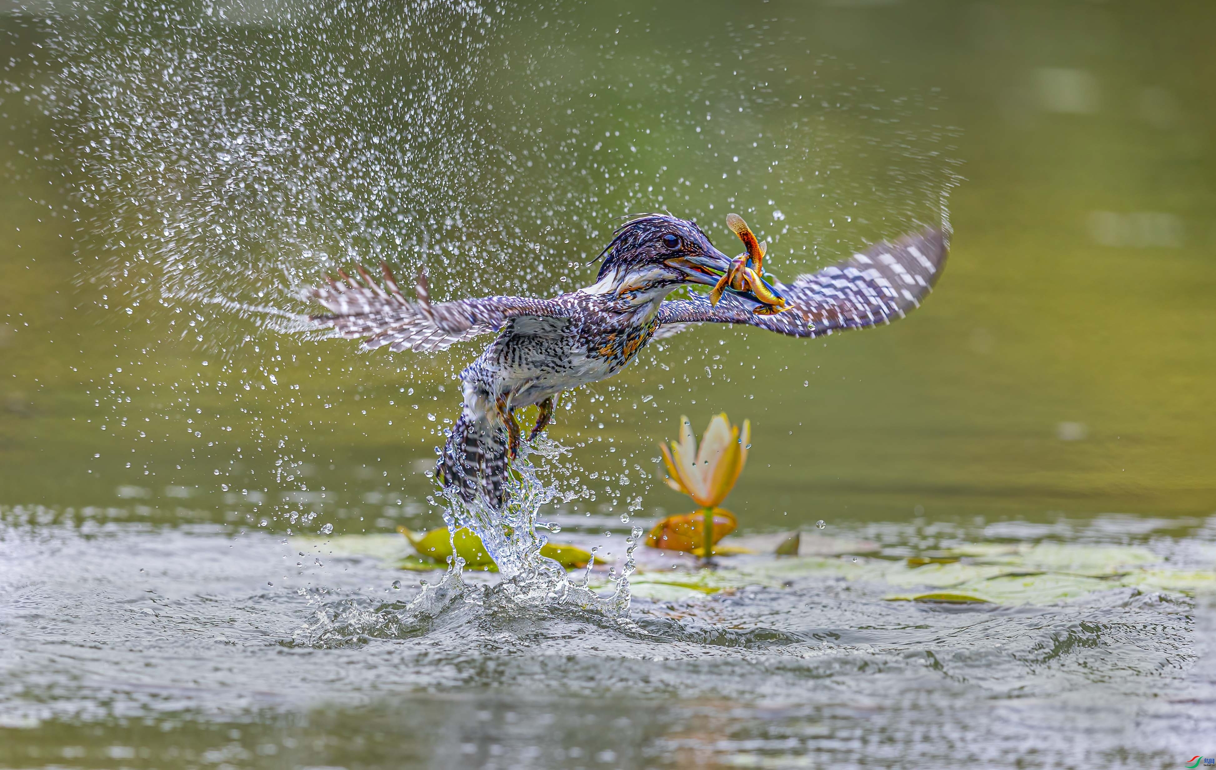 һ��˫��  ���� �ܸ� ����.jpg