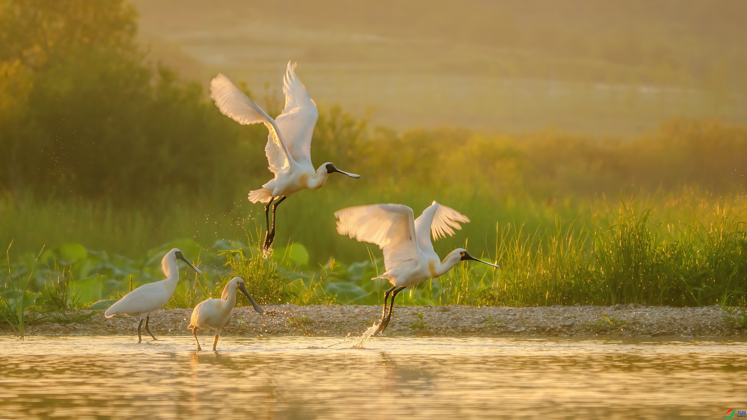 һ����԰ʫ  ���� С�׺� ����.jpg