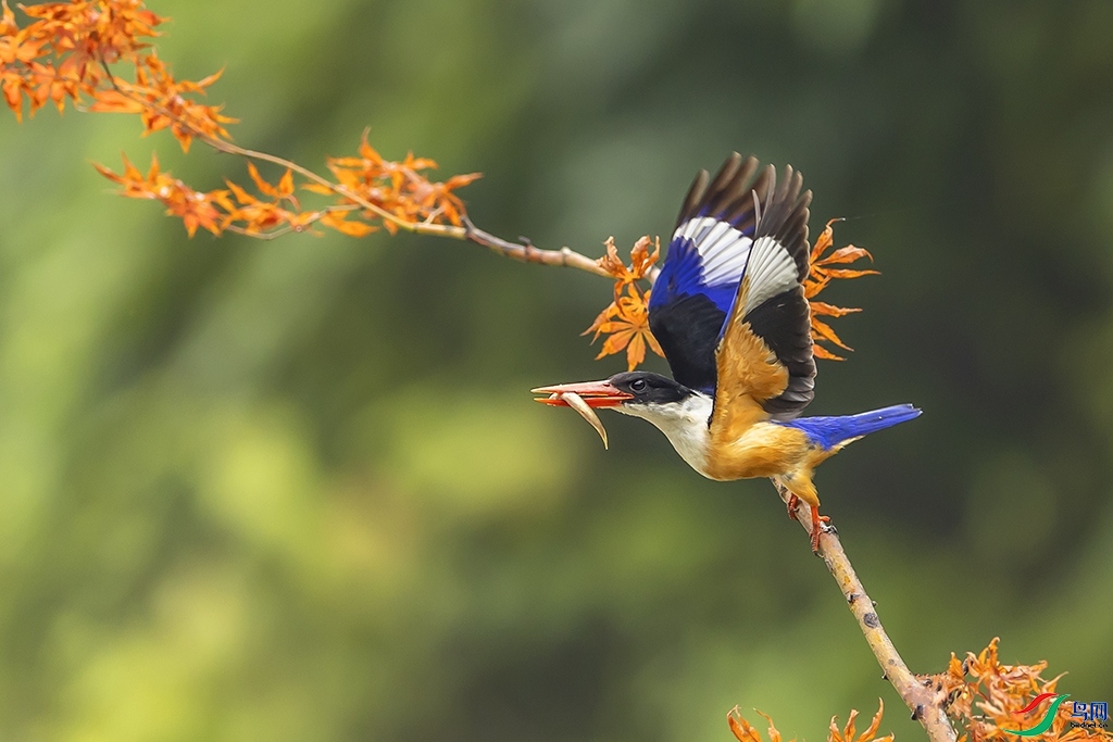 ����� ���� ���ַ� ����.jpg