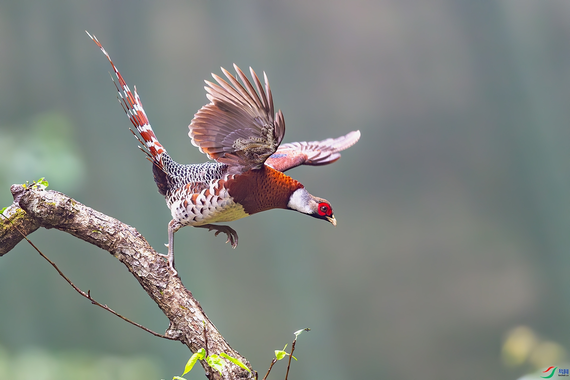 �Ų���֦��  ���� ����ǿ ����.jpg