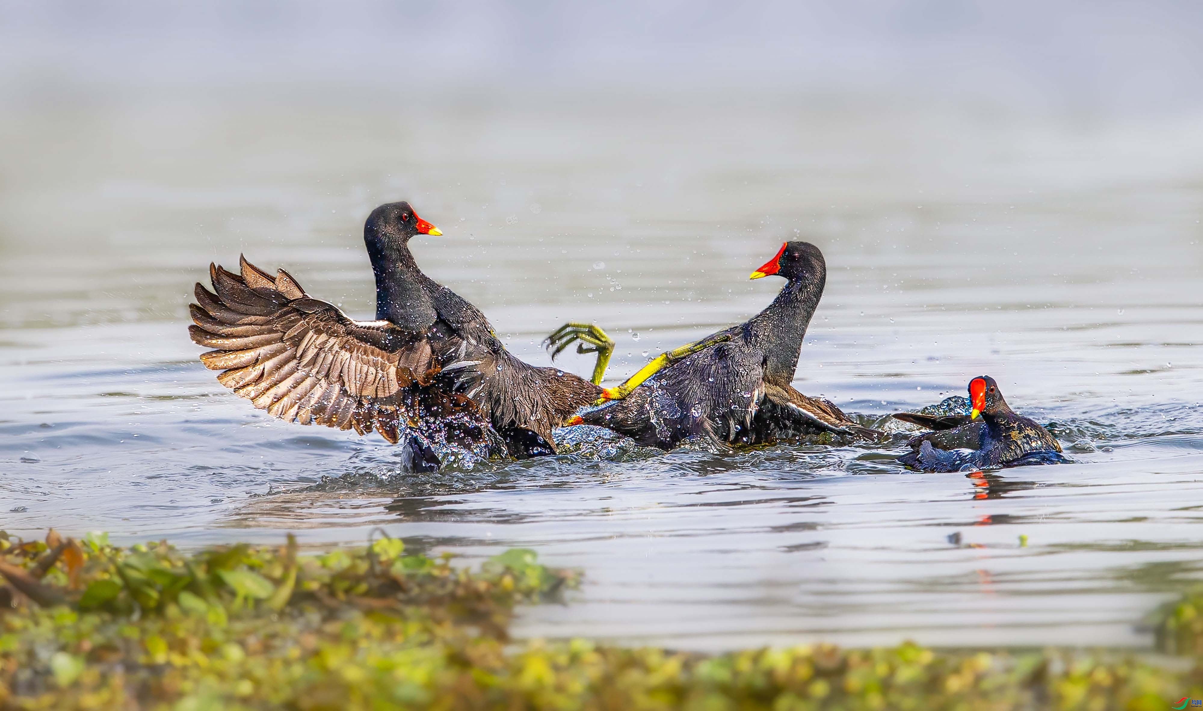 ���� ���� �ܸ� ����.jpg