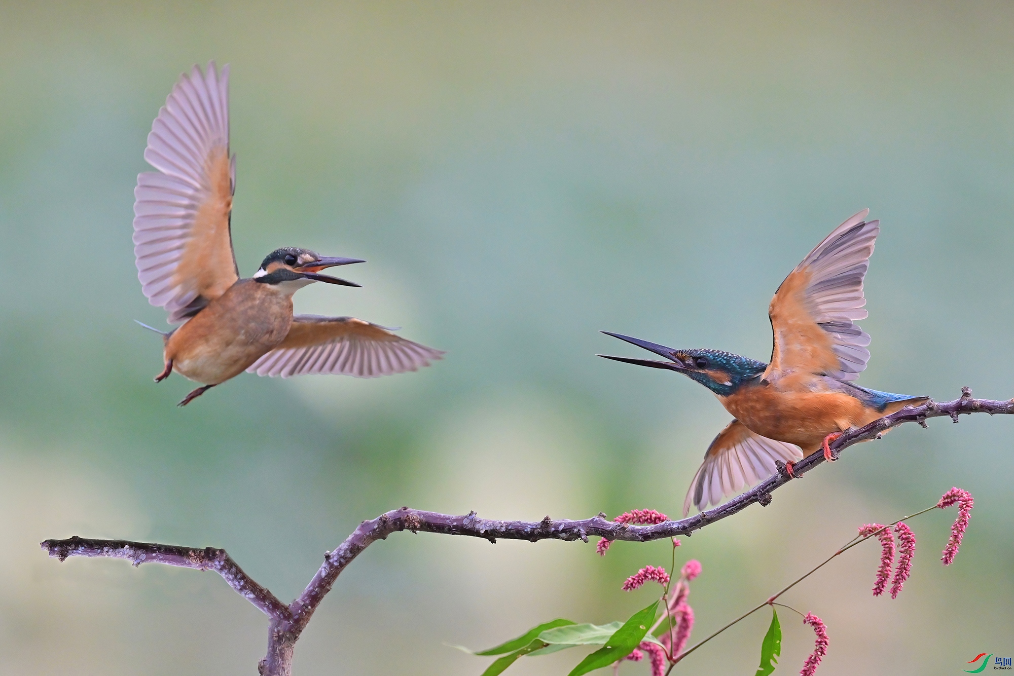 DSC_8373-V.jpg