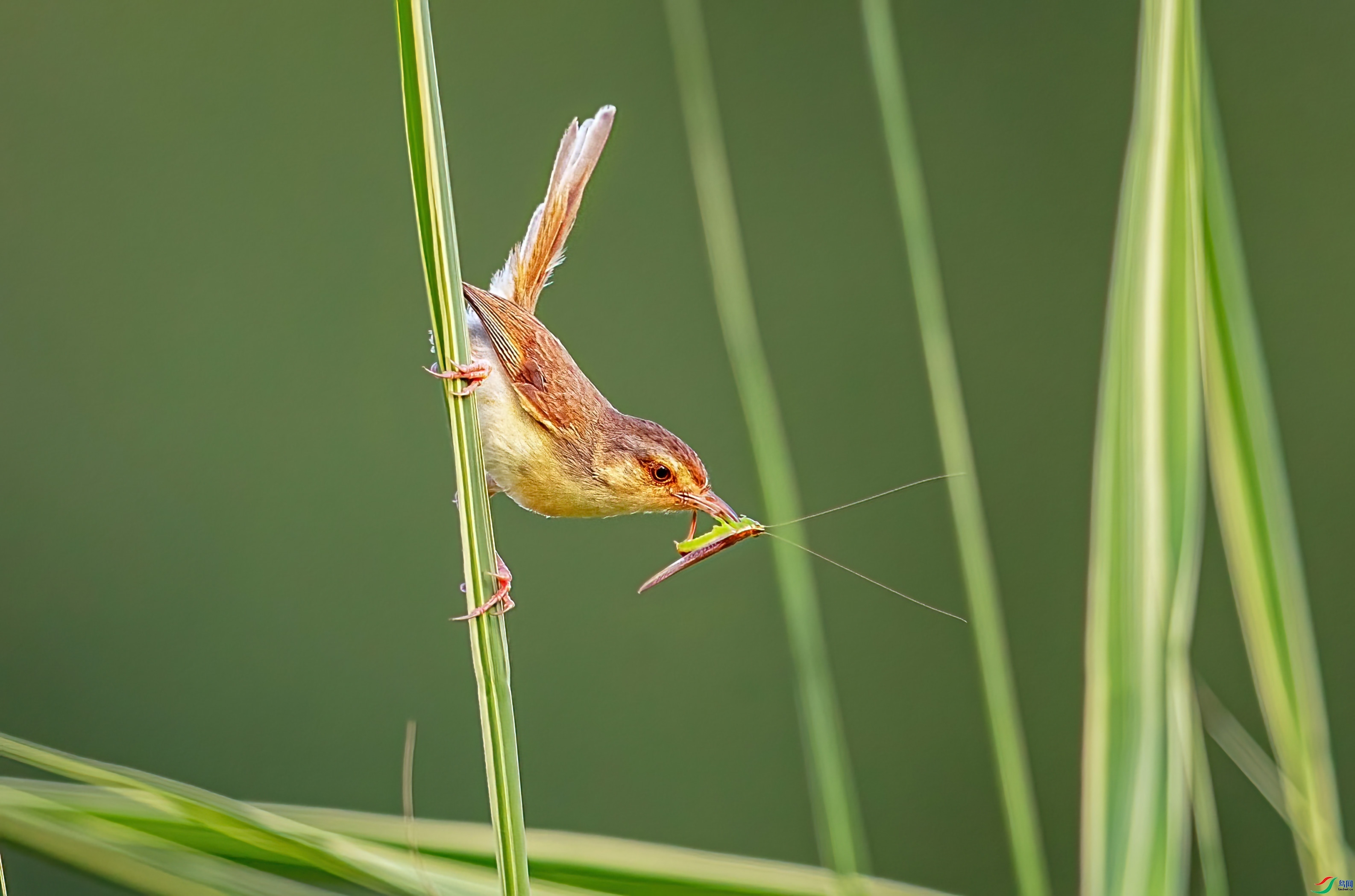 ��ݺ  ���� �ܸ� �ܶ�.jpg