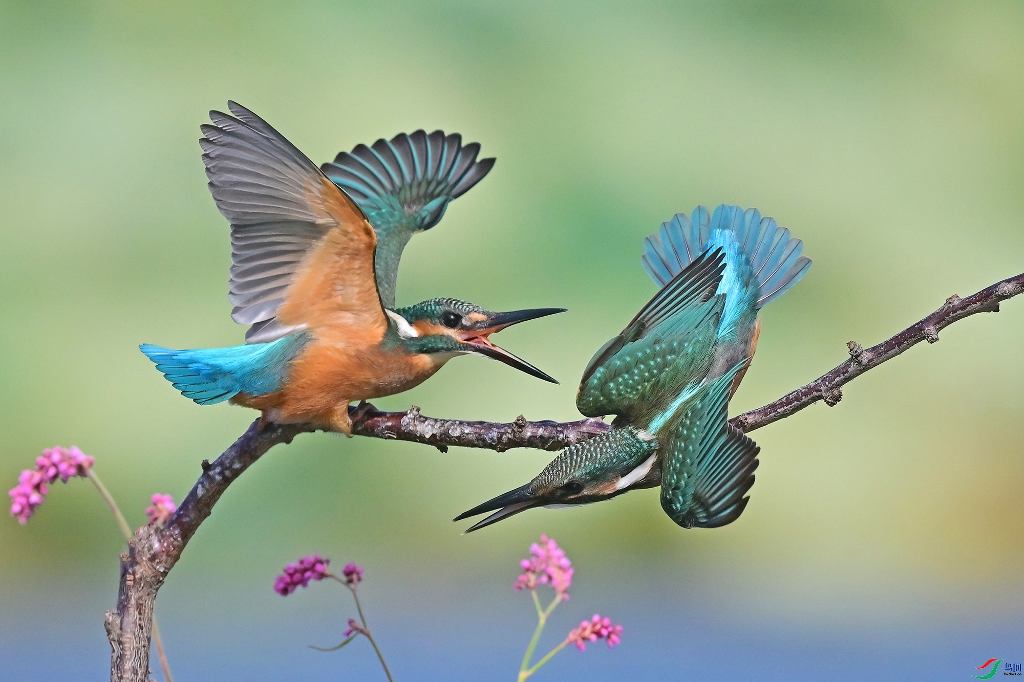 �ǲ��� ���� 0451x  ����.jpg