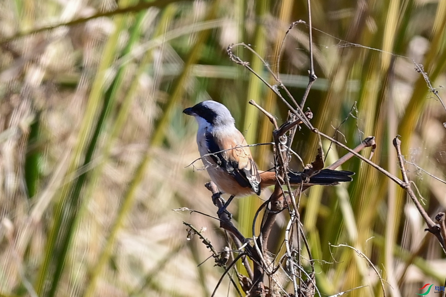 DSC_6338.jpg