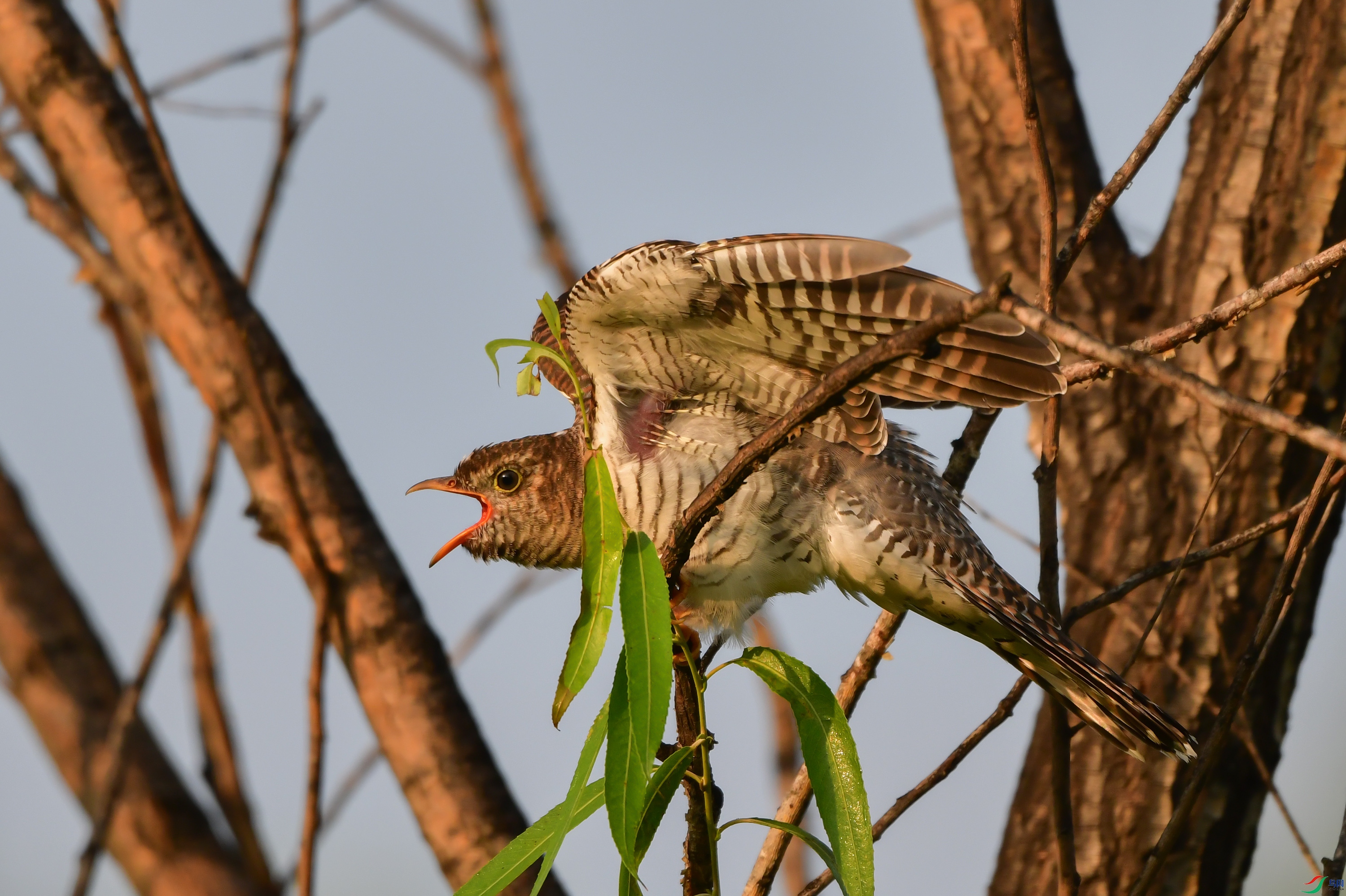 DSC_2143.jpg