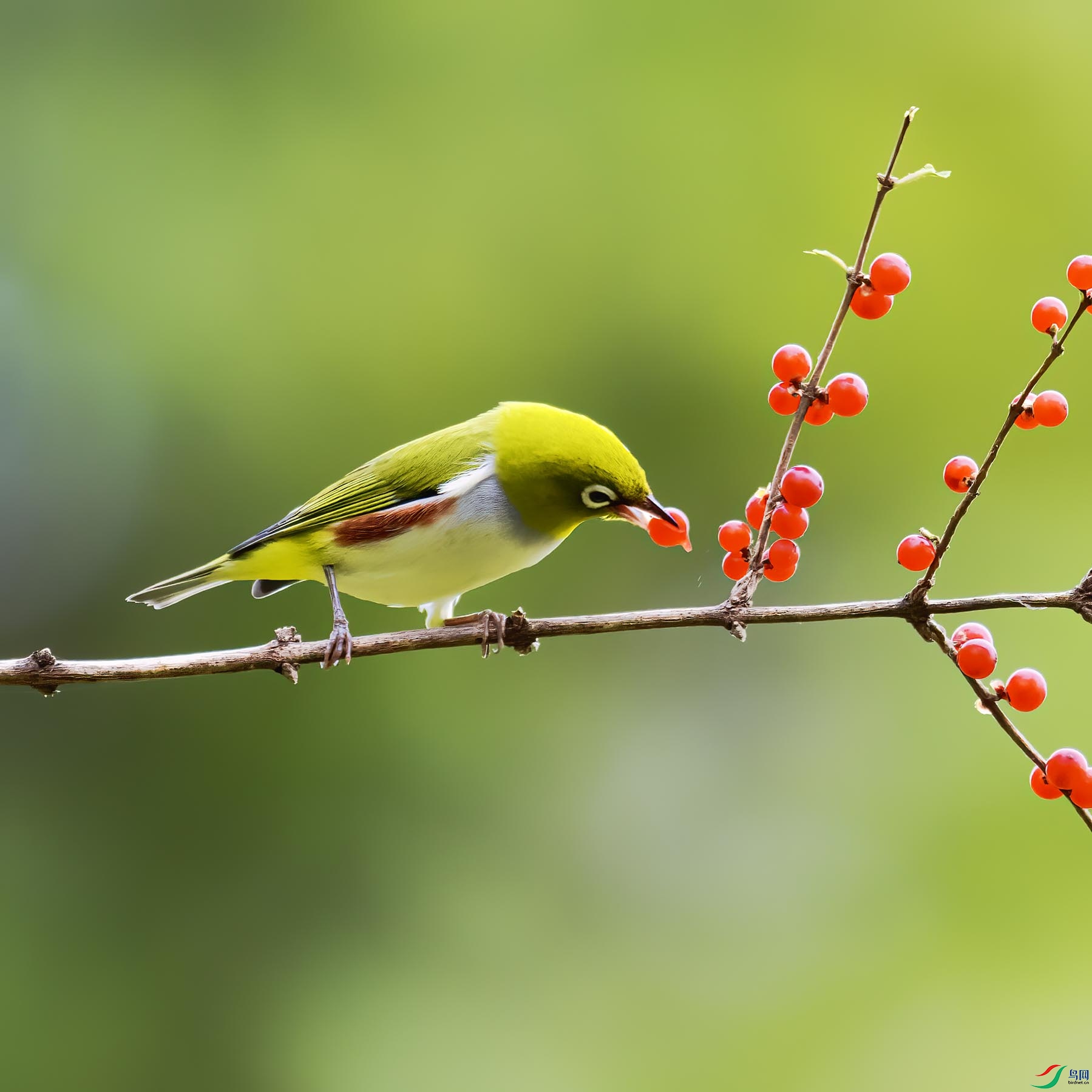 ��в����