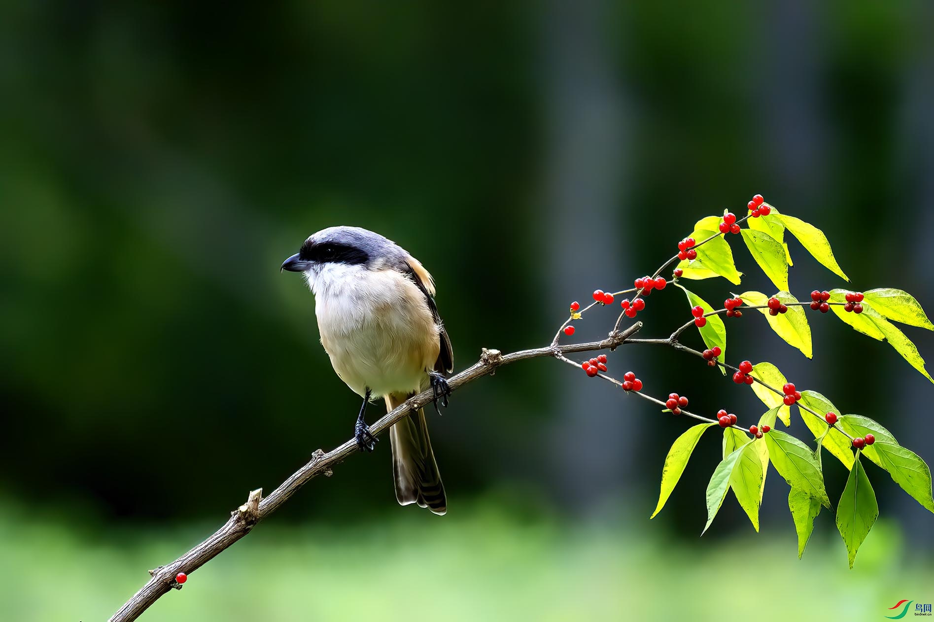 �����ӵĲ���