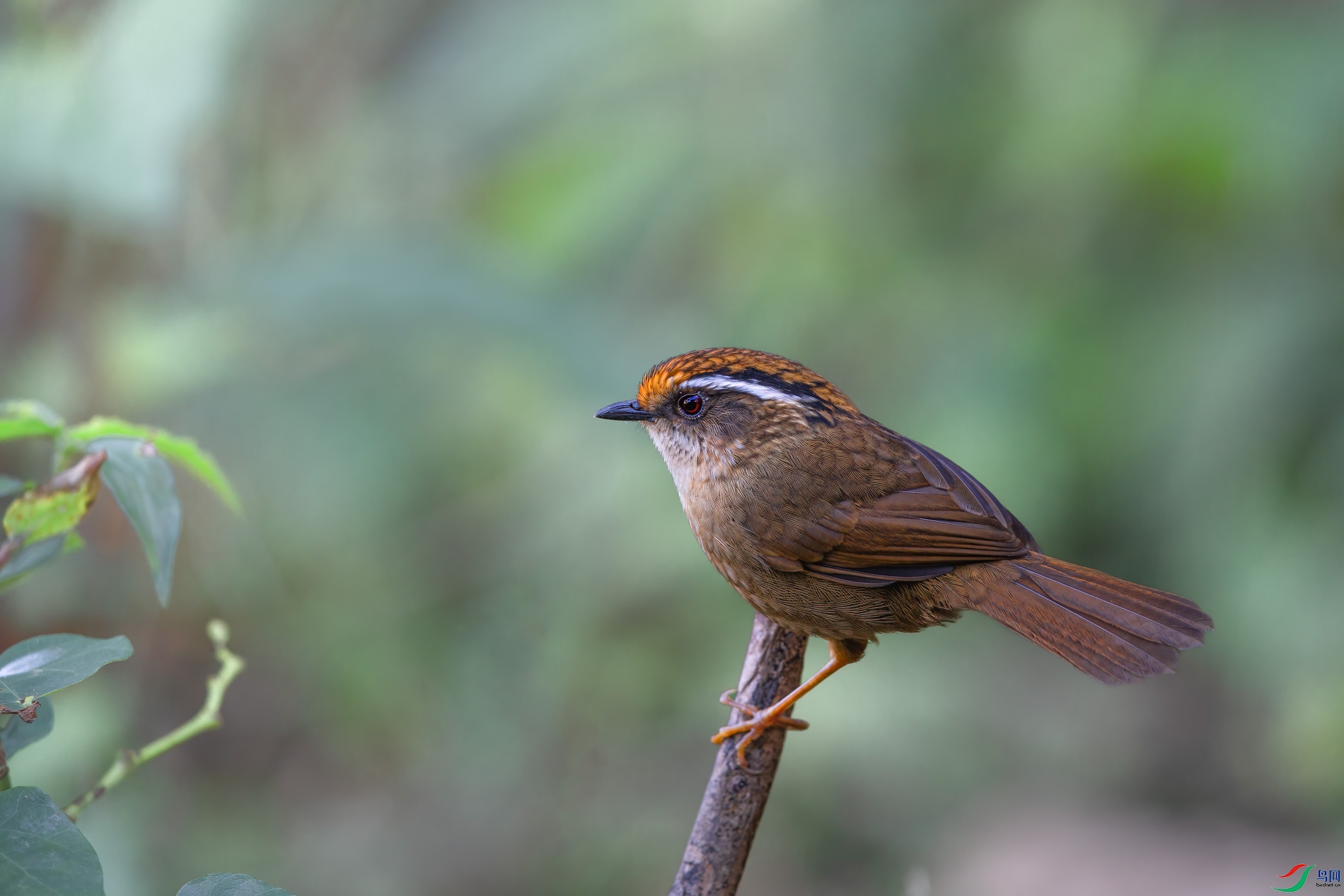 AQ4P2859-1.jpg