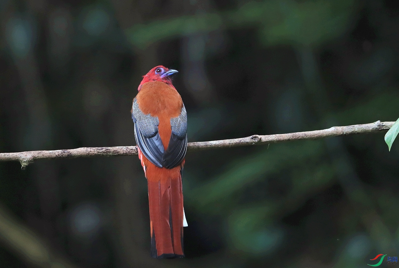 ���� AI0I3972��ͷҧ��.JPG