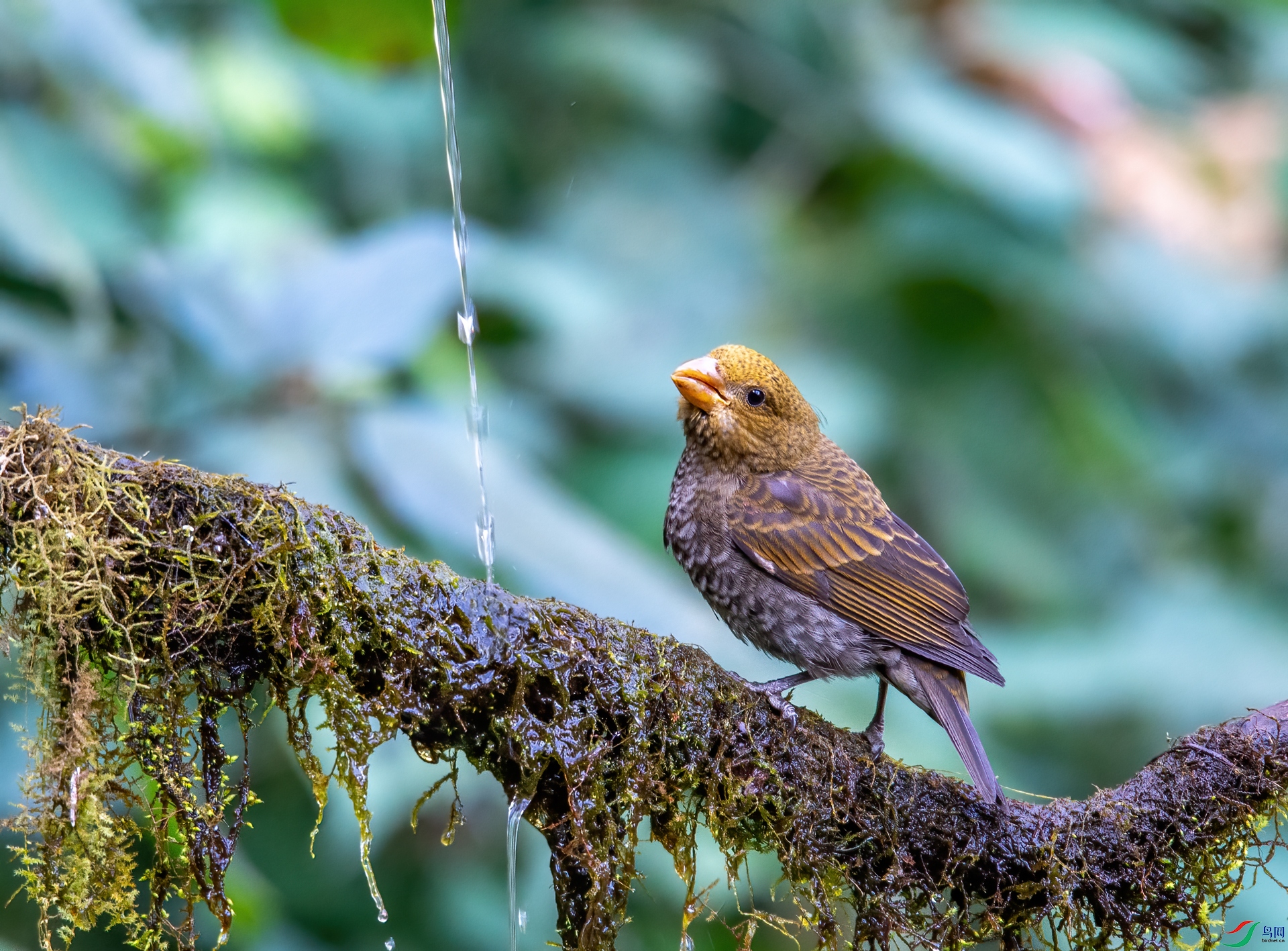 DSC_6572-1.jpg